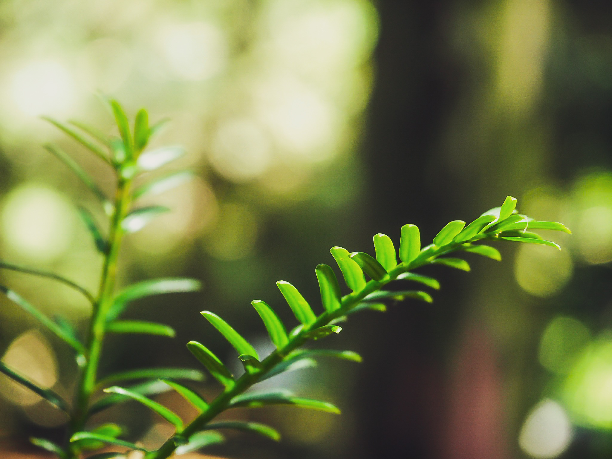 Taxus yew leaves, Bokeh twigs, Poland green, Vegetation, 2050x1540 HD Desktop