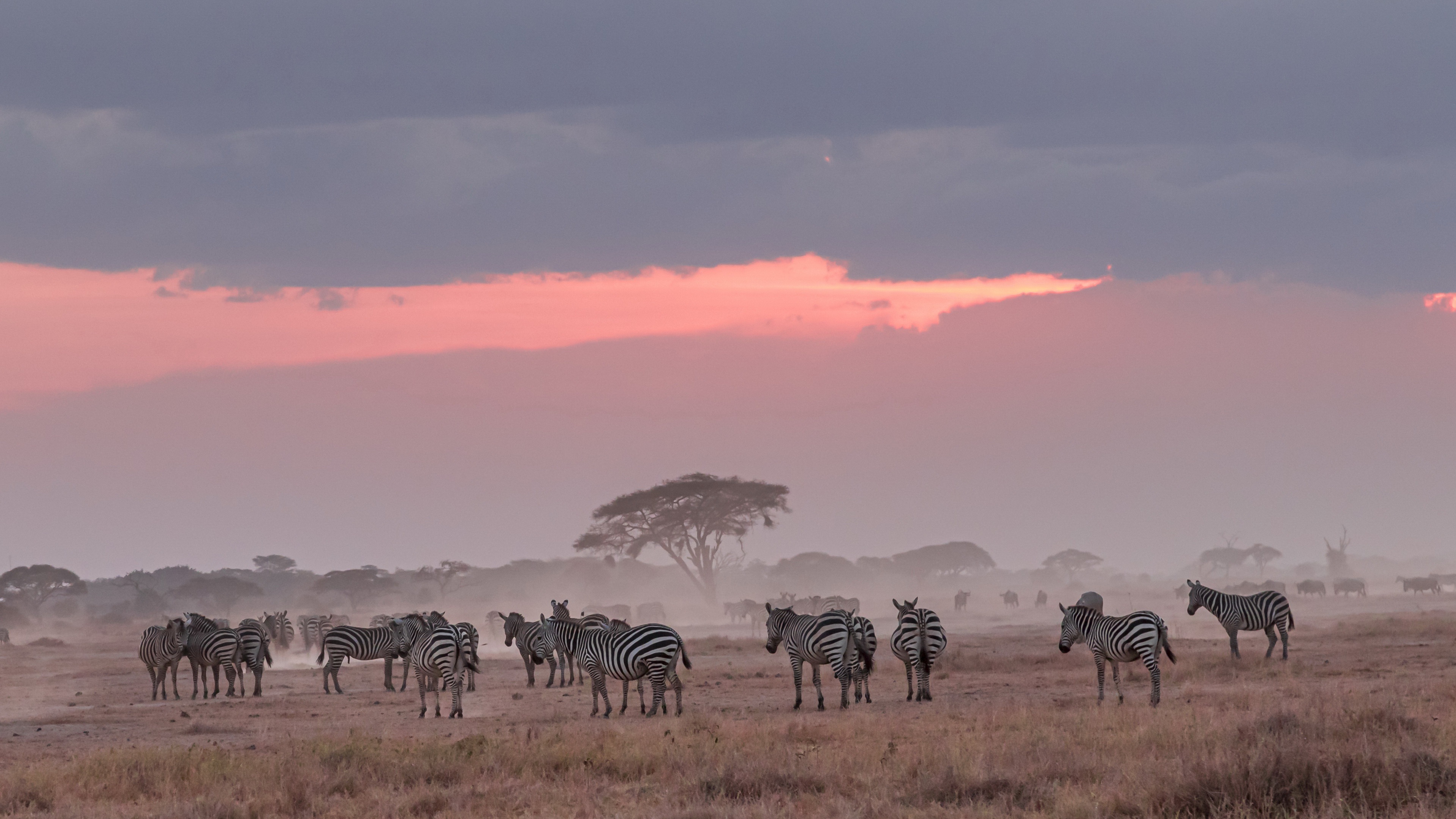 Zebra wallpapers, African wildlife, Striking patterns, Nature's marvels, 3840x2160 4K Desktop