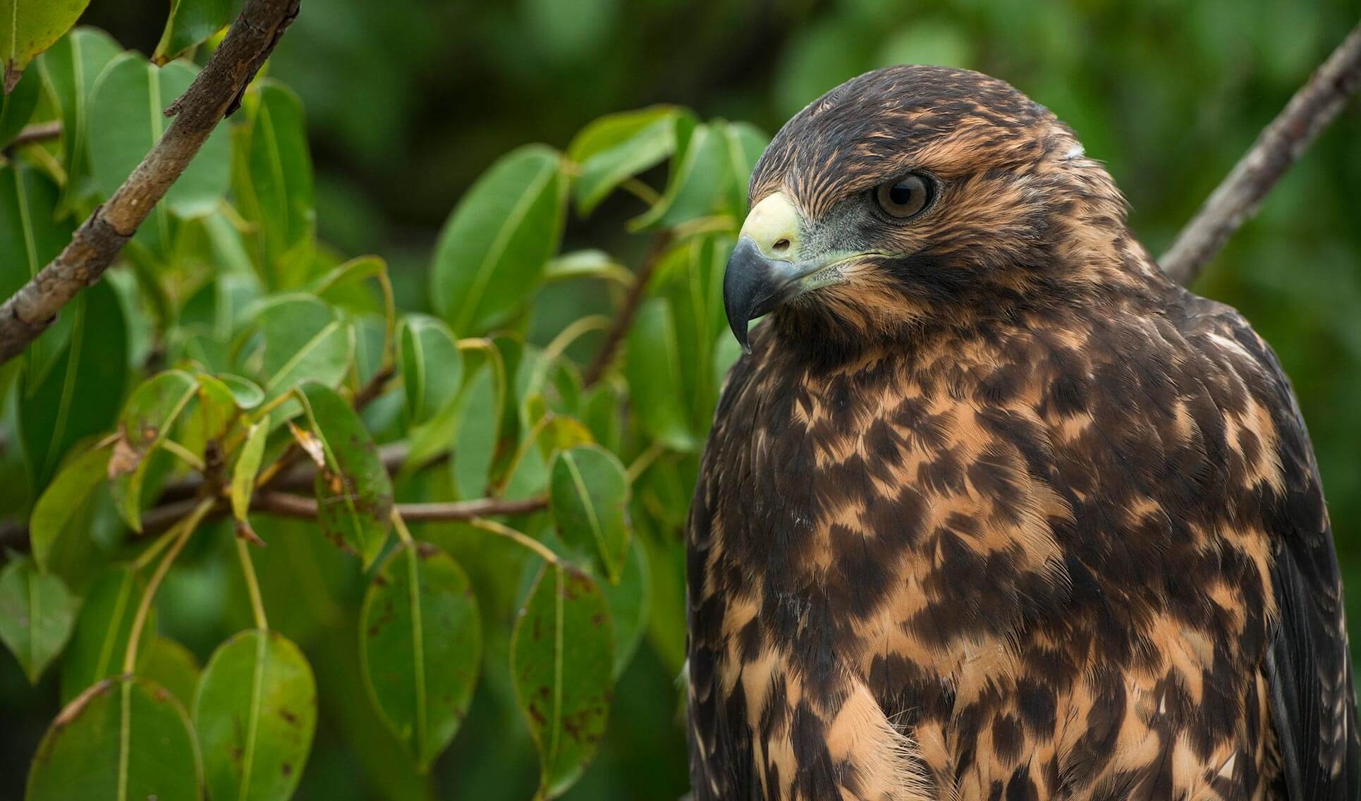 Galapagos hawk, Explore Galapagos, Unique species, 1930x1140 HD Desktop