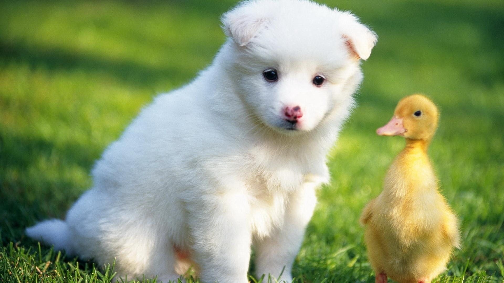 Puppy and duck, Baby Animal Wallpaper, 1920x1080 Full HD Desktop