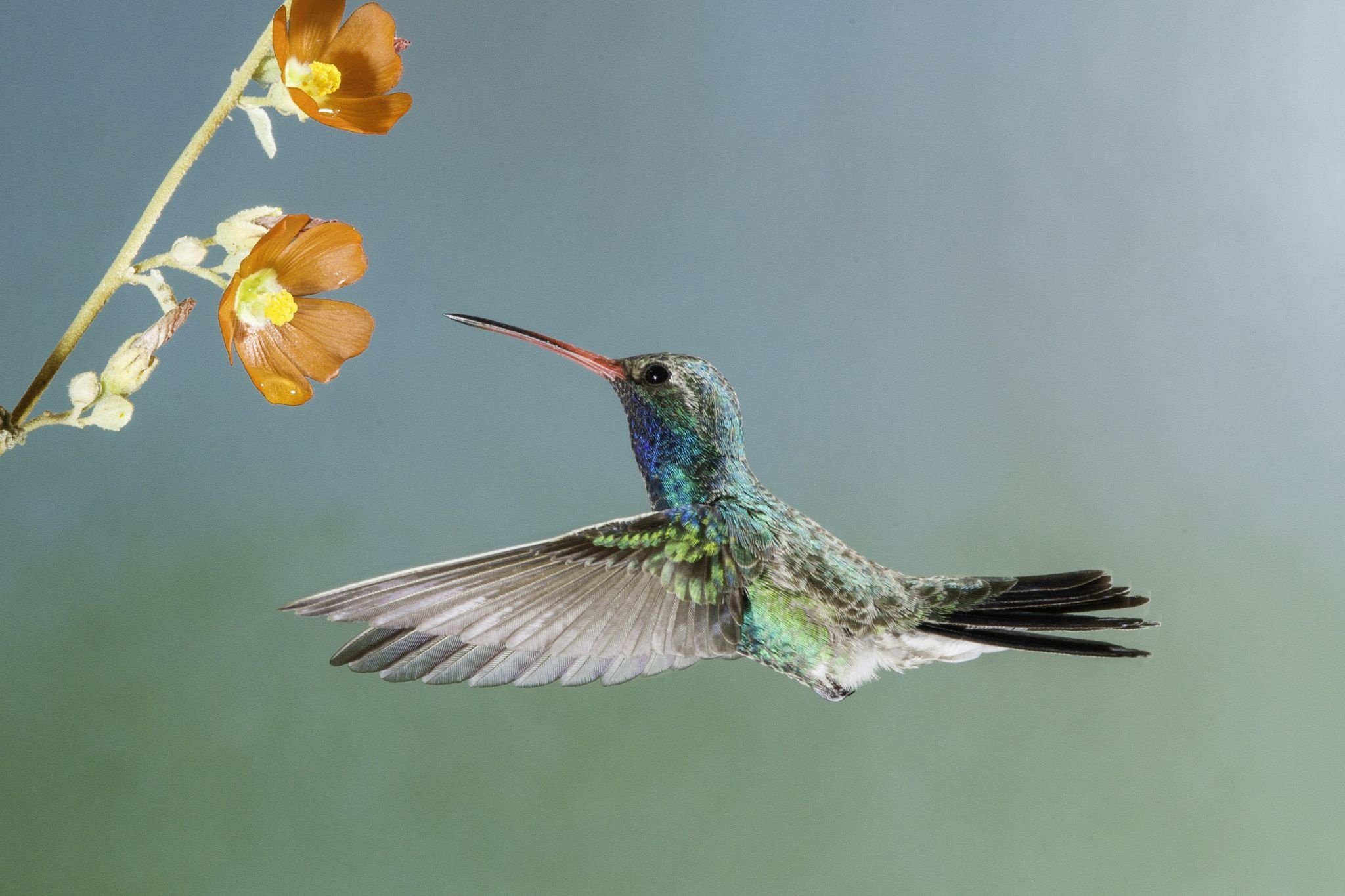 Broad-billed hummingbird, Beautiful nature, Vibrant wallpaper, Nature's wonder, 2050x1370 HD Desktop