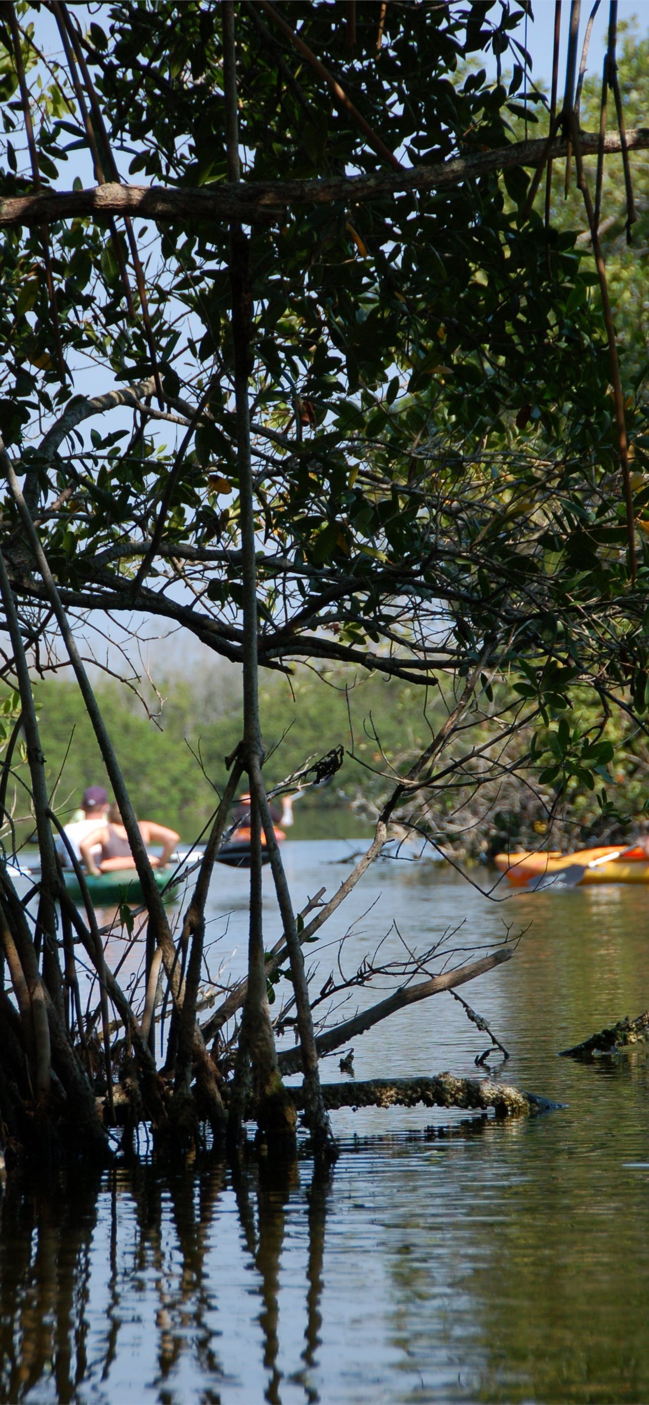 Everglades National Park, Best iPhone wallpapers, Florida's beauty, Must have, 1290x2780 HD Phone