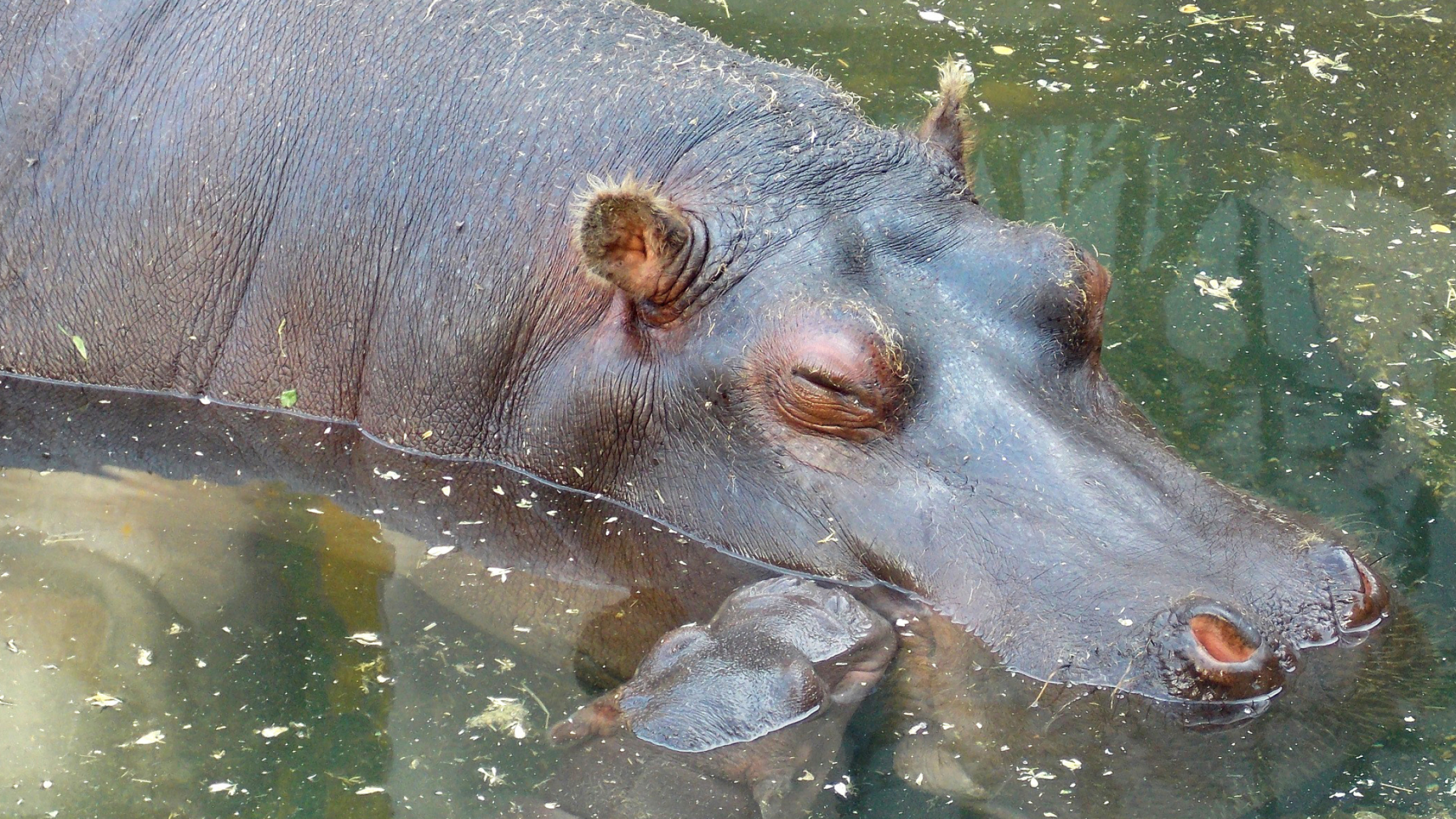 Desktop backgrounds, Barbara's HD wallpapers, Hippo, 2560x1440 HD Desktop