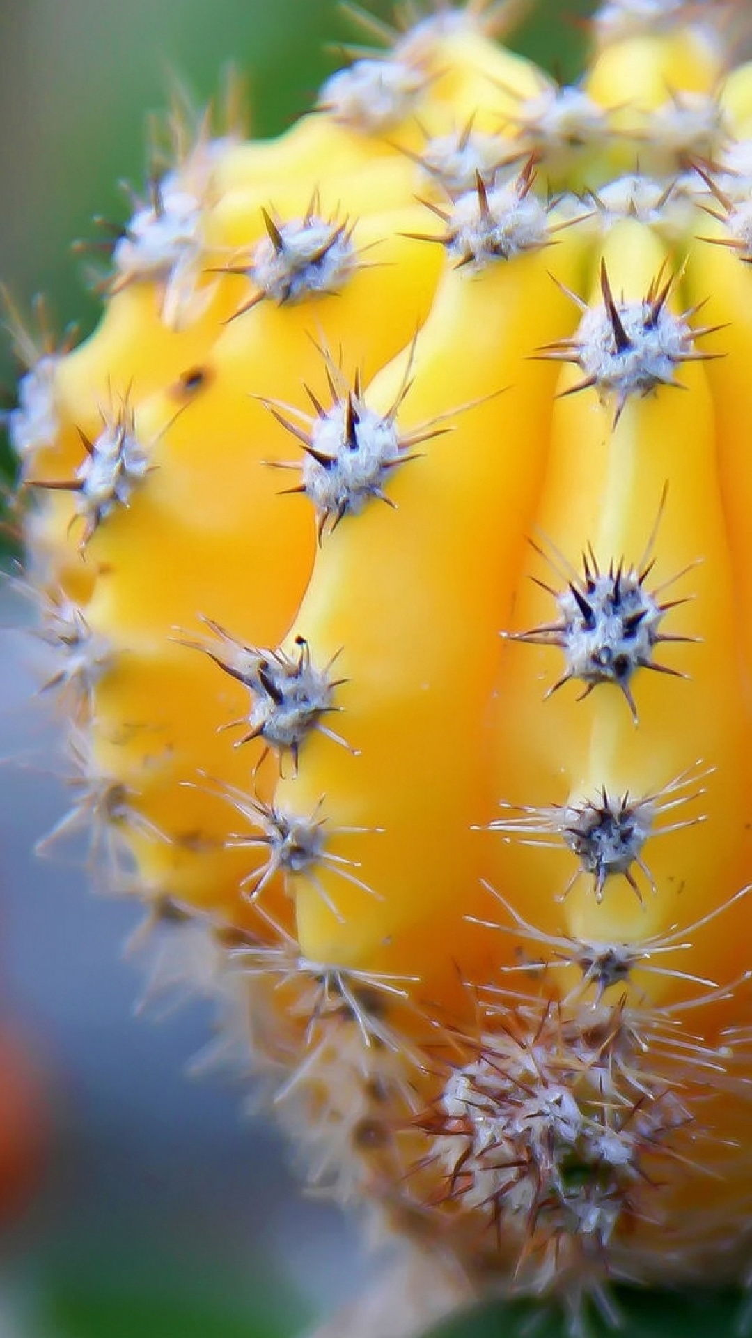 Gymnocalycium mihanovichii, Cactus Wallpaper, 1080x1920 Full HD Phone