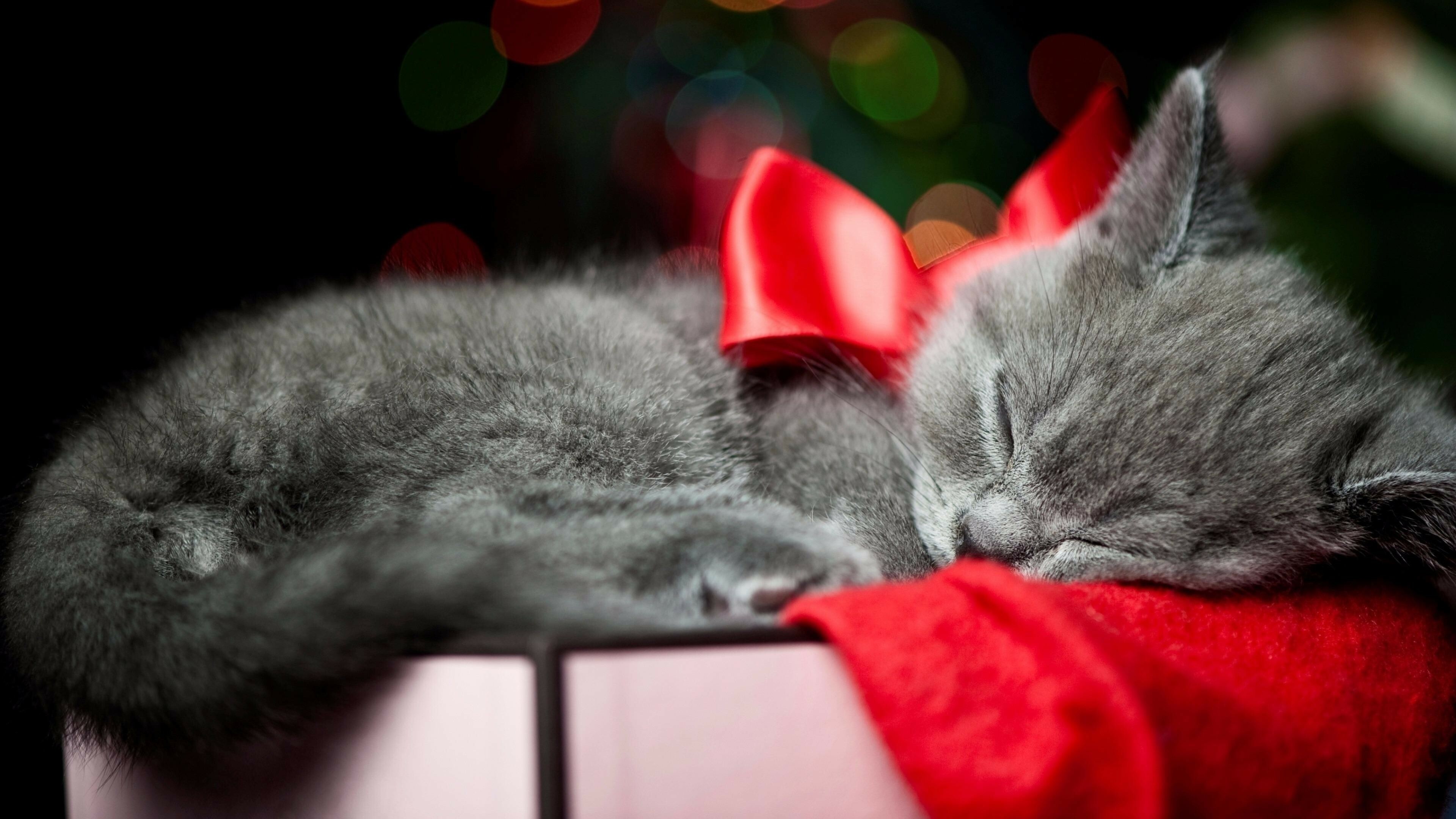 Christmas kitten delight, Festive feline joy, Holiday cheer, Whiskered wonderland, 3840x2160 4K Desktop