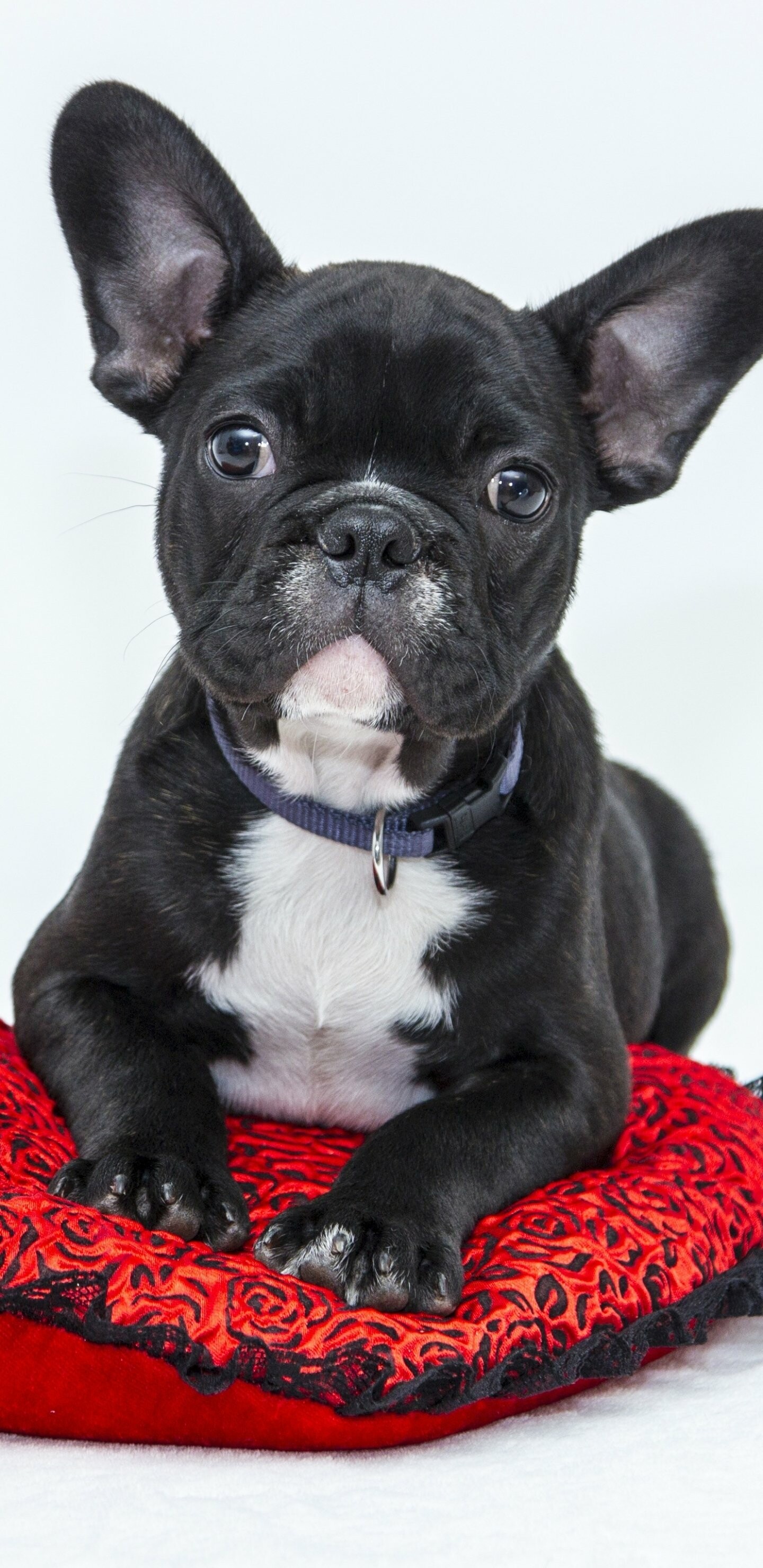 French Bulldog, Animal photography, Canine companion, Adorable breed, 1440x2960 HD Phone