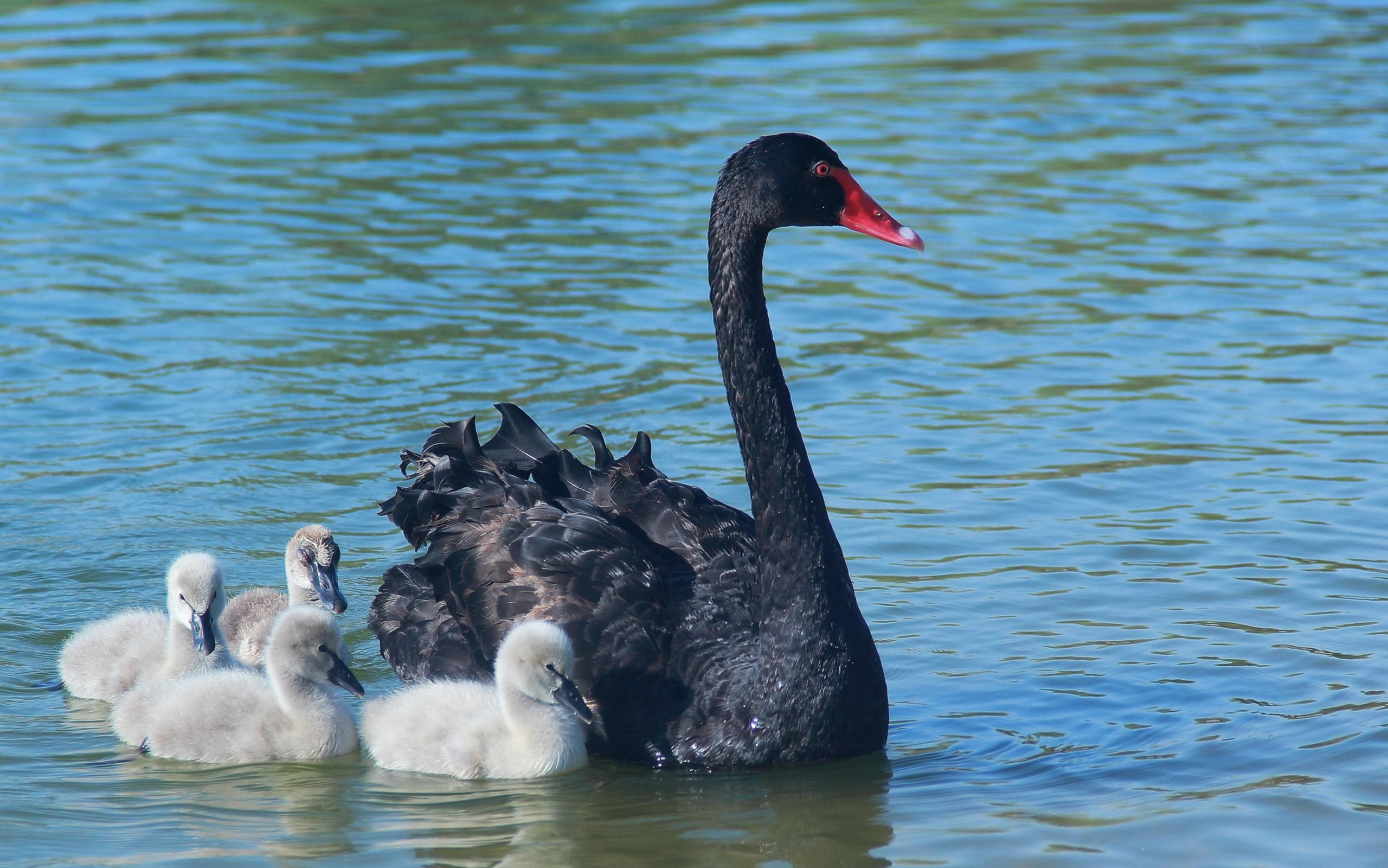 Swan, Animals, Black swan, Wallpaper, 2560x1600 HD Desktop