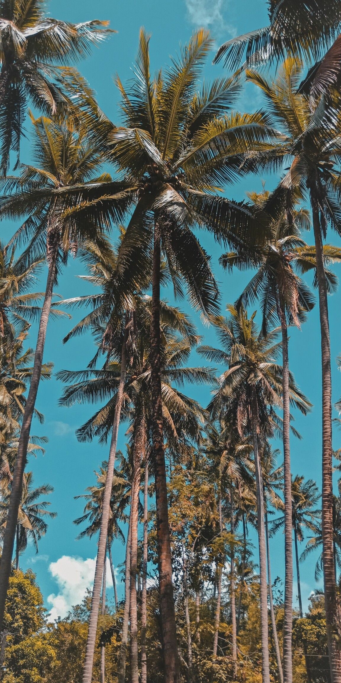 Aesthetic nature wallpaper, 4K iPhone wallpaper, Captivating trees, Nature's ethereal beauty, 1160x2310 HD Phone