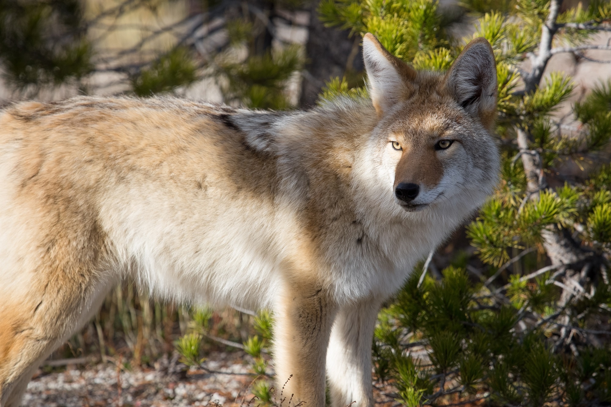 Coyote, Wild animal, Fox cousin, Free download, 2000x1340 HD Desktop