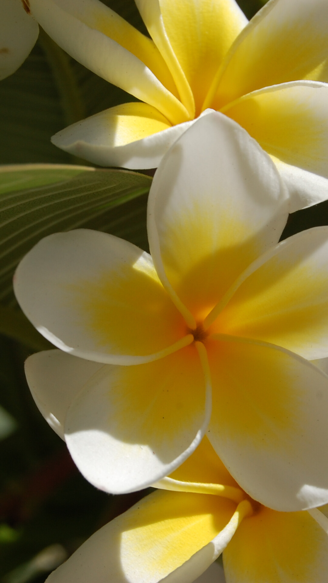 Plumeria flower, Nature's still life, Floral artistry, Petal perfection, 1080x1920 Full HD Phone