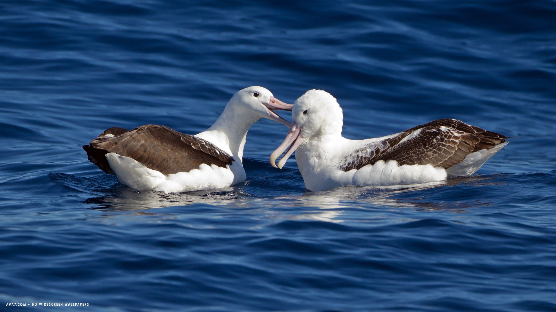 Albatross wallpapers, Bird species collection, Aerial acrobat, Seabirds in their habitat, 1920x1080 Full HD Desktop