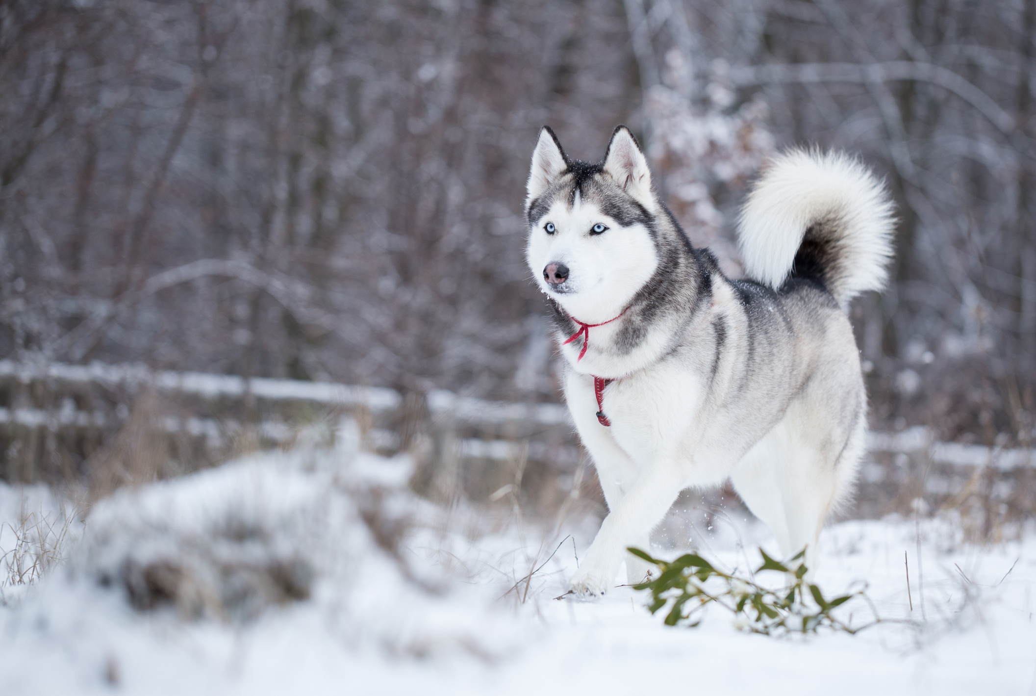 Siberian husky, Bil Jac dog food, Healthy and nutritious, Quality dog nutrition, 2120x1420 HD Desktop