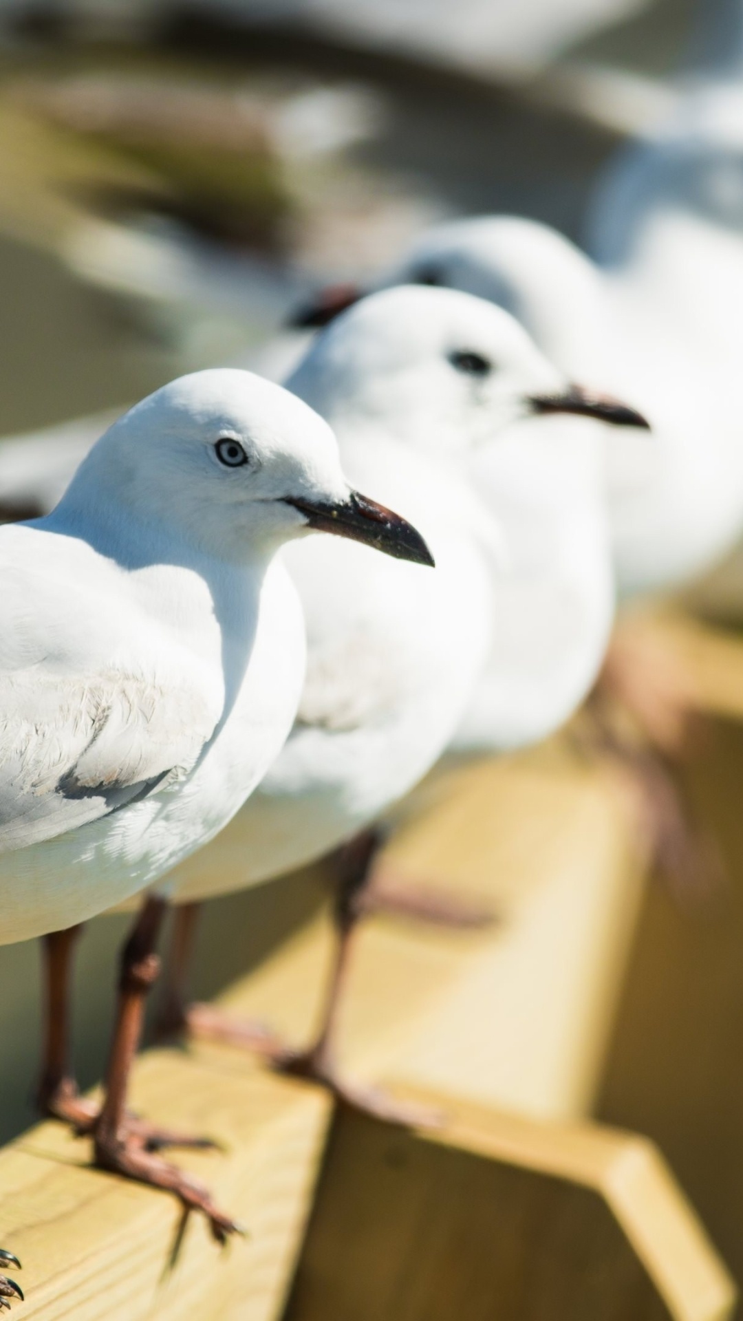 Animal, Seagull, Nature, Wildlife, 1080x1920 Full HD Phone