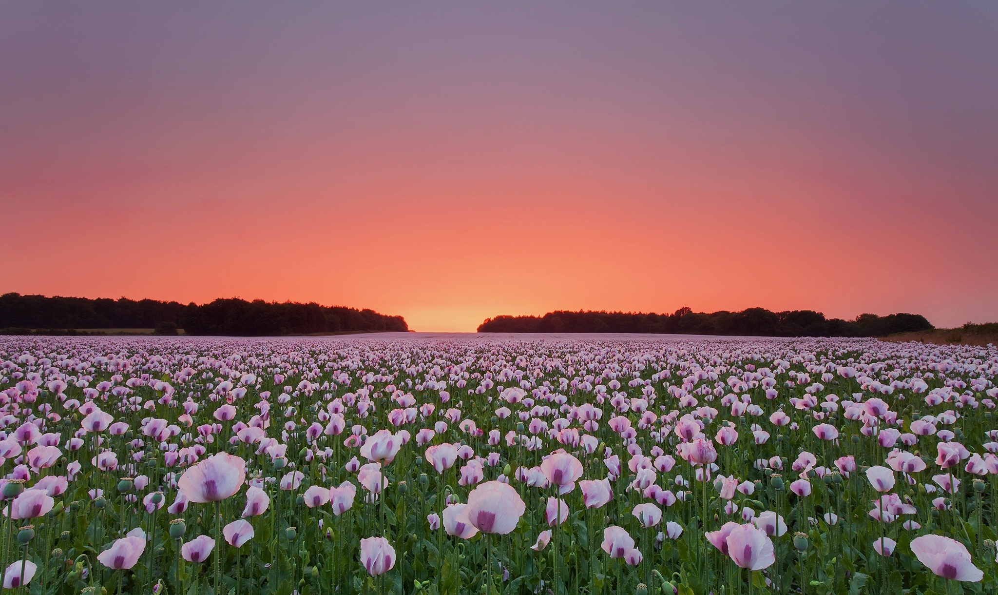 Poppy flowers field, Laptop wallpaper, Full HD, Vibrant backdrop, 2050x1220 HD Desktop