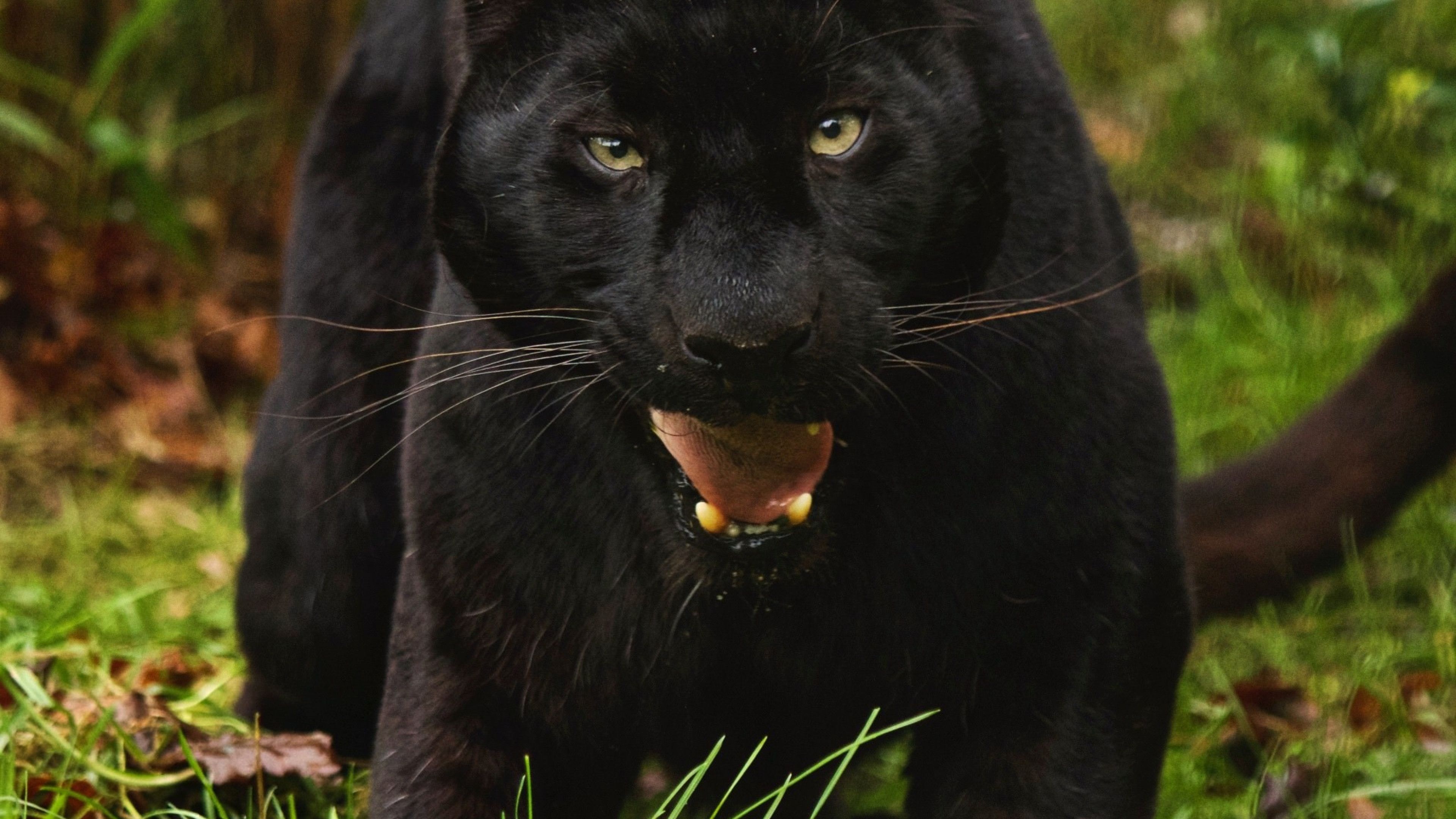 Wild animal, Sleek black panther, Powerful predator, Nature's marvel, 3840x2160 4K Desktop