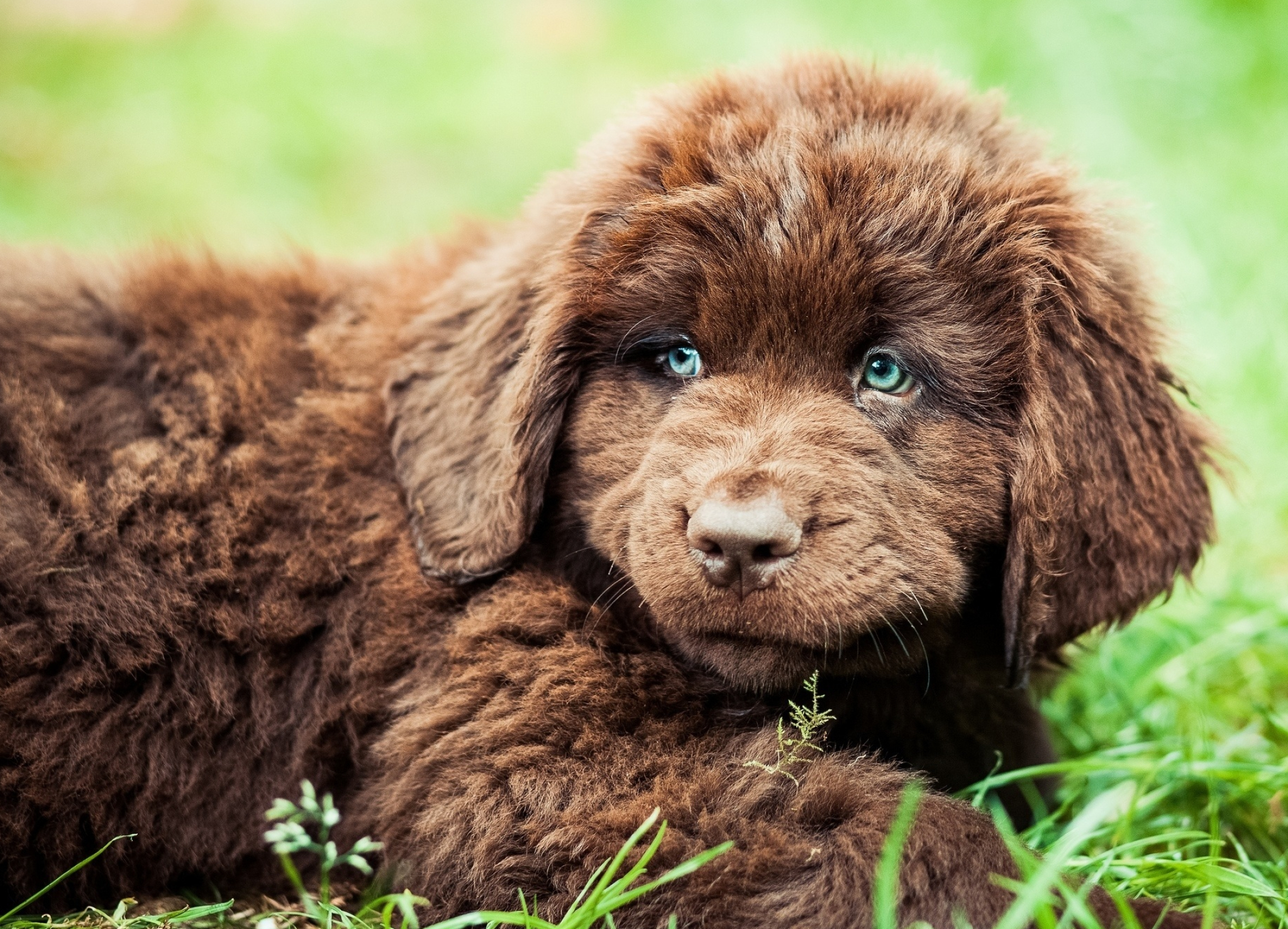 Bergamasco, Newfoundland dog, Dog wallpapers, Animal, 2050x1480 HD Desktop