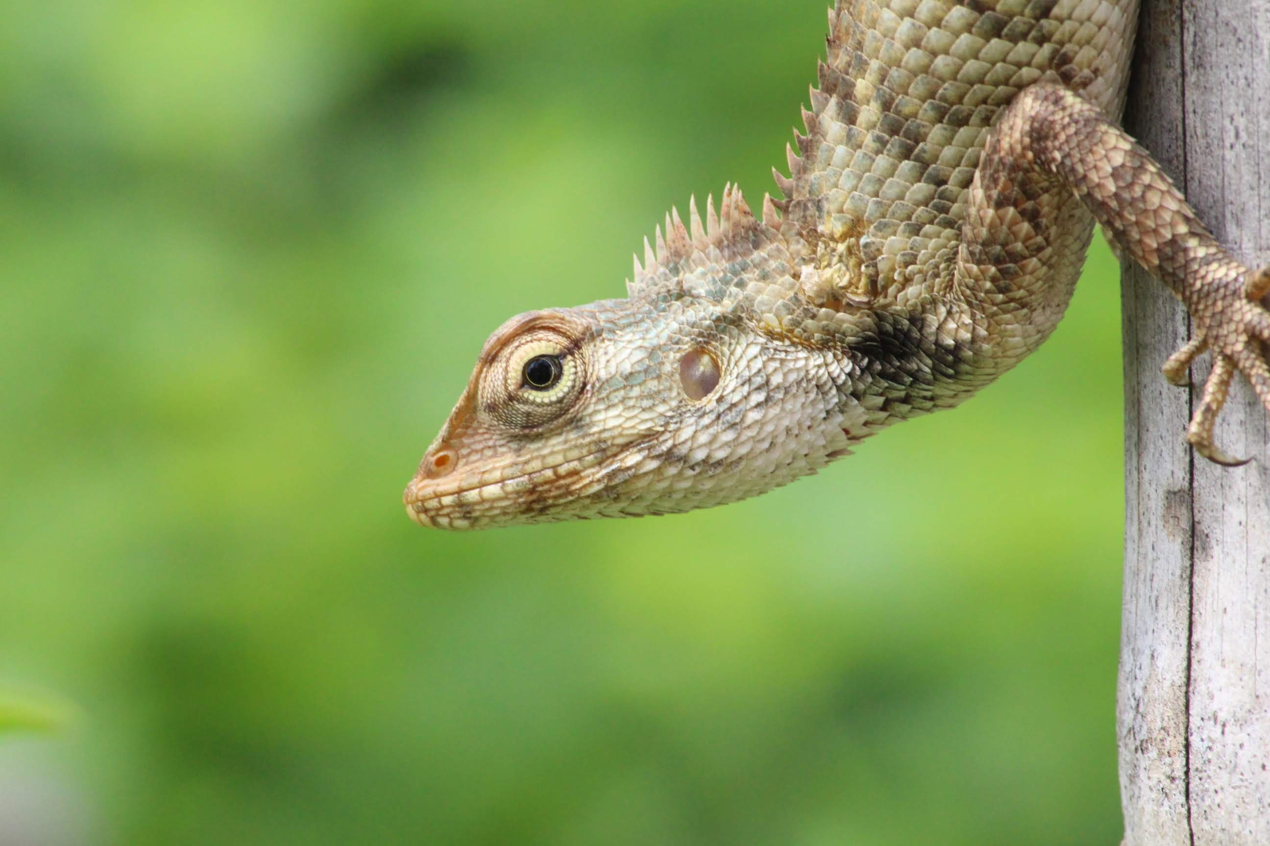 Garden lizard, 2600x1730 HD Desktop