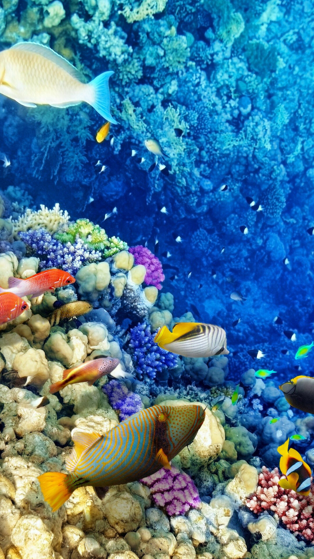 Unique wallpaper, Nature's charm, Coral reef fascination, Stunning imagery, 1080x1920 Full HD Phone