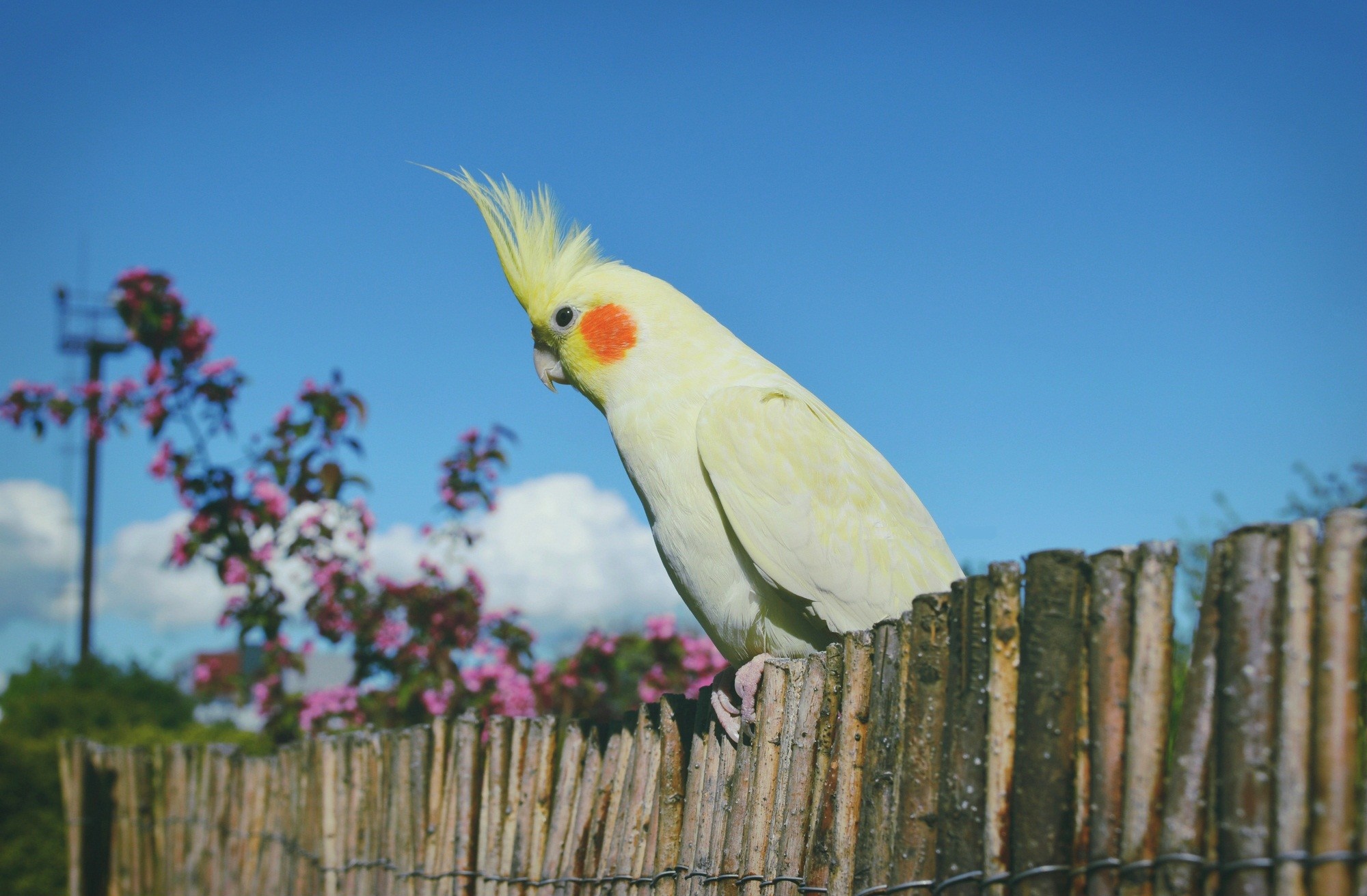 Cool cockatiel wallpapers, Stylish bird backgrounds, Trendy avian photography, Vibrant plumage, 2000x1320 HD Desktop