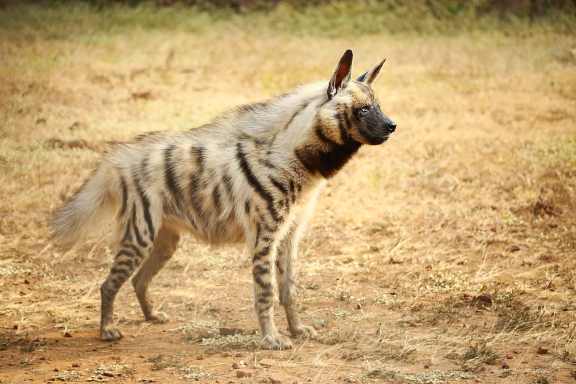 Striped hyena, Hyena Wallpaper, 1920x1280 HD Desktop