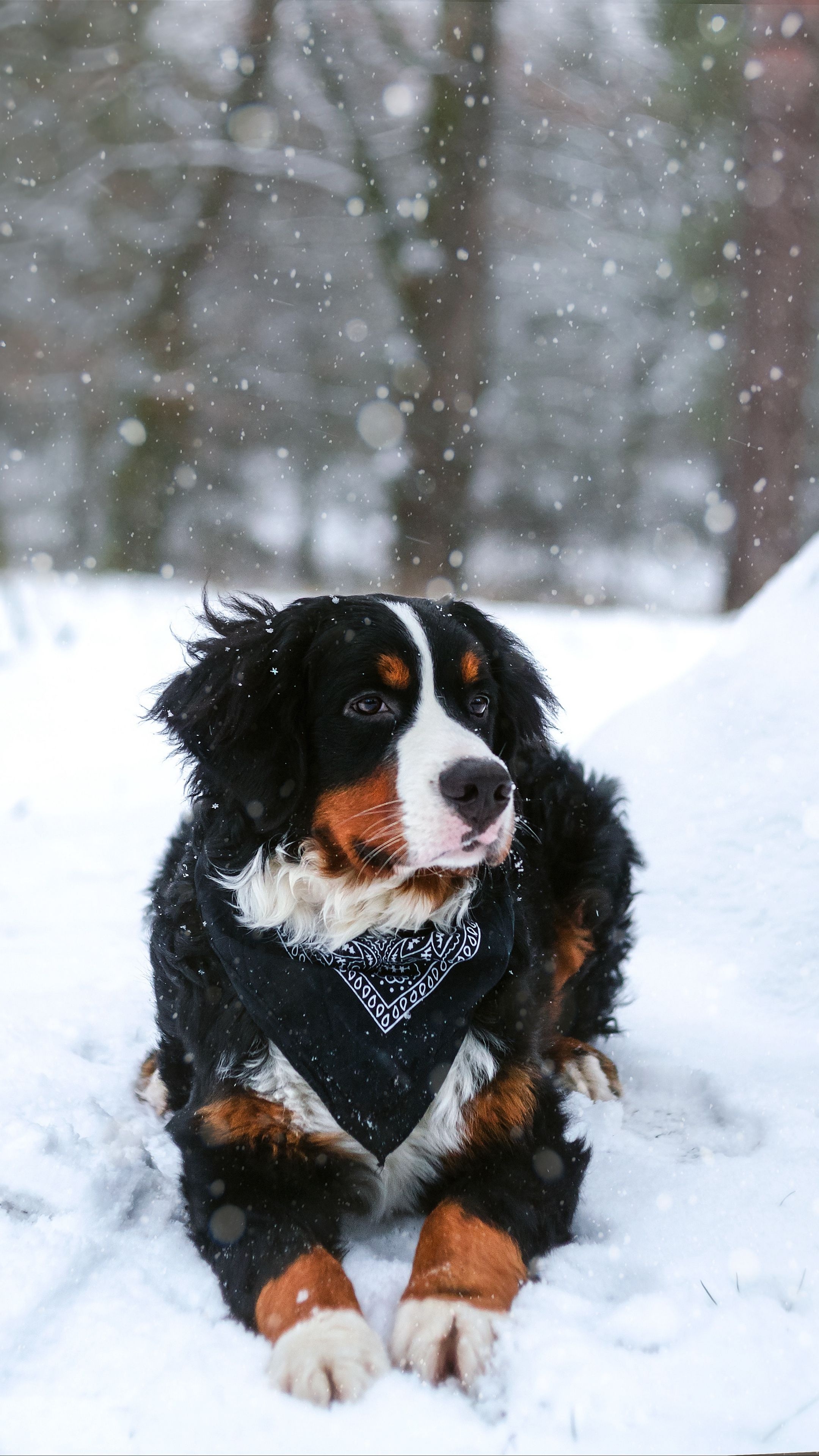 Snow dog, Backgrounds, Free, Top, 2160x3840 4K Phone