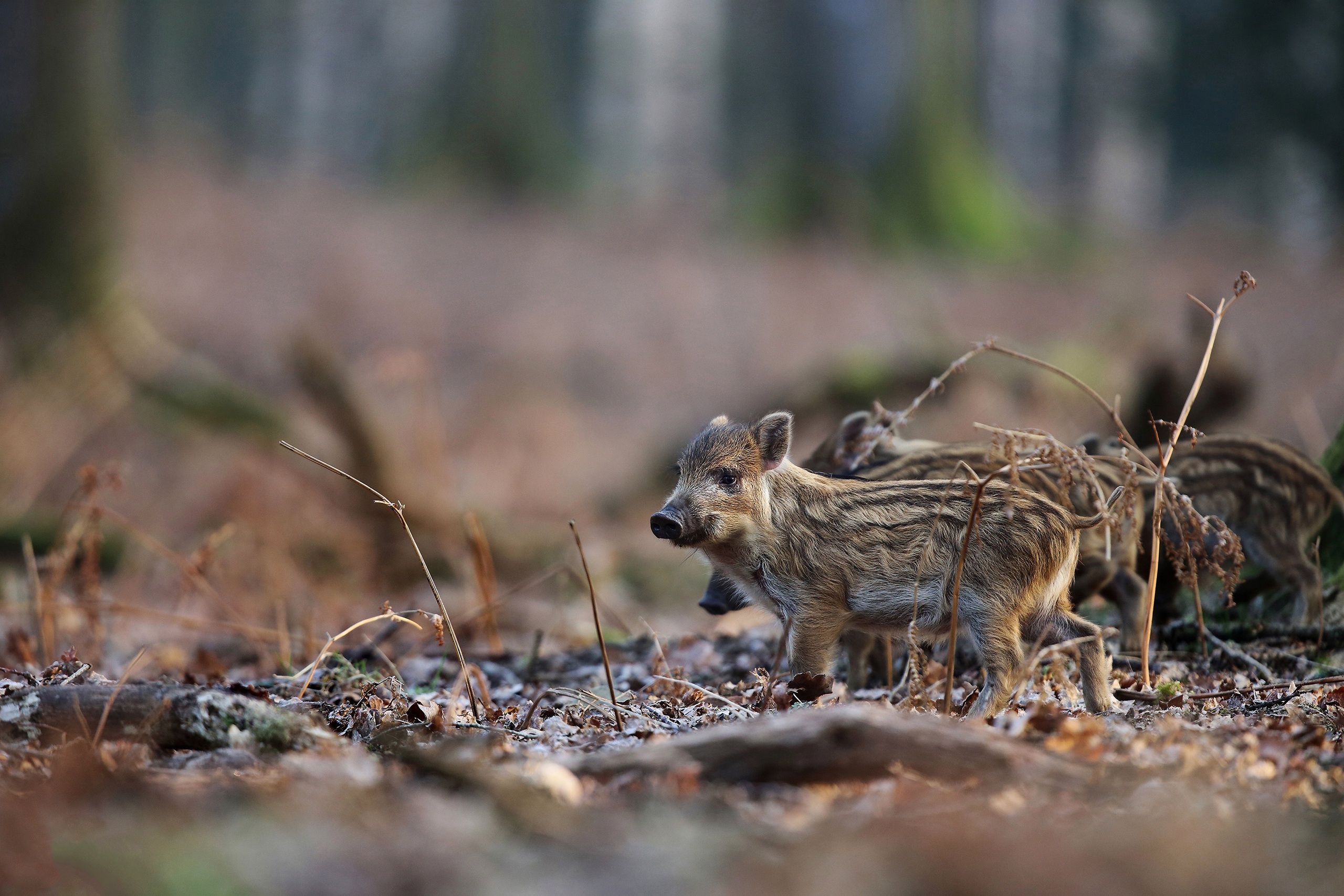 Baby boars, Wild Animals Wallpaper, 2560x1710 HD Desktop