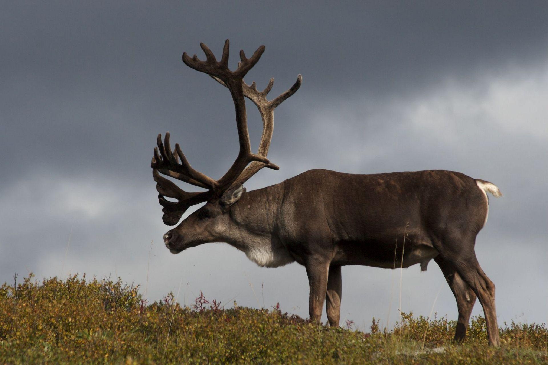 Caribou wallpapers, Stunning backgrounds, Majestic animals, Natural splendor, 1920x1280 HD Desktop