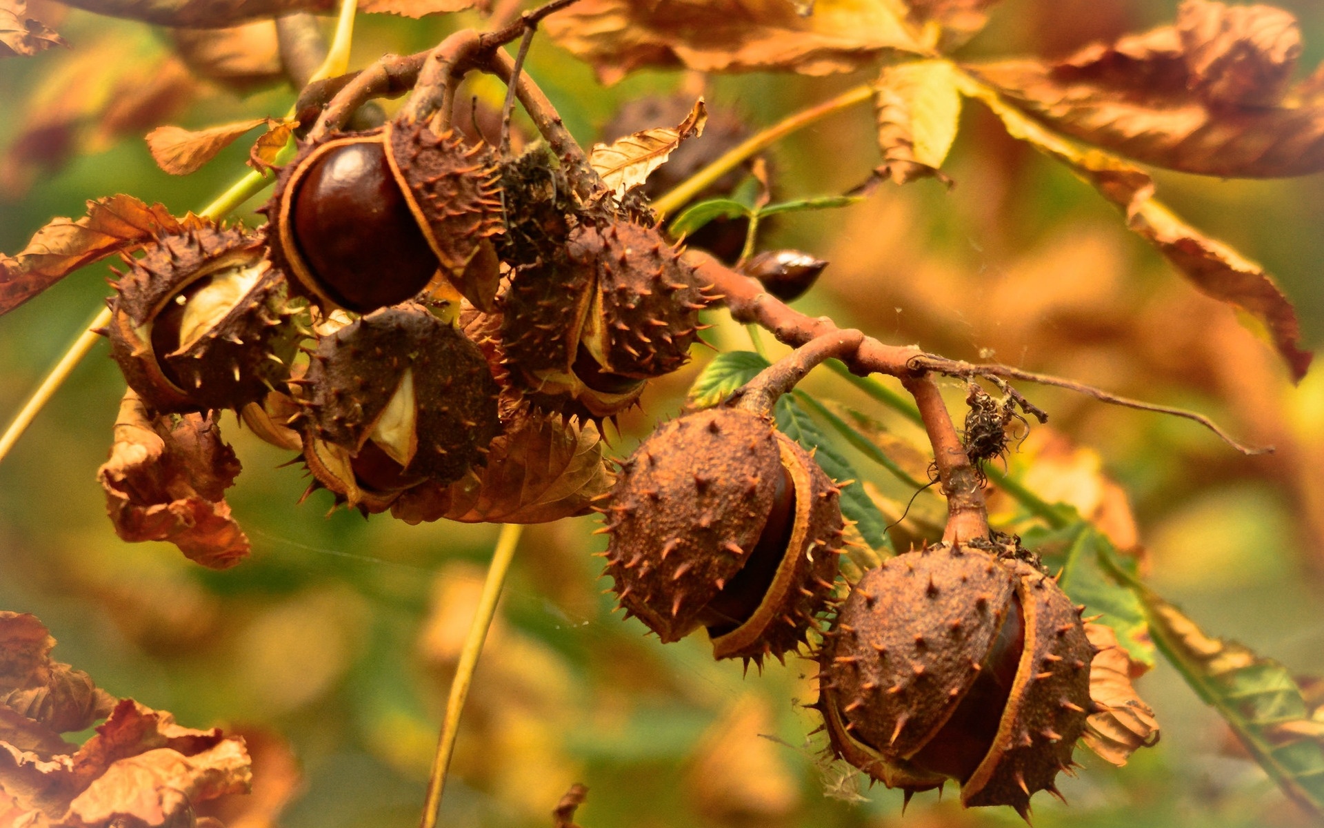 Chestnut tree, Nature wallpaper, Landscape, Better, 1920x1200 HD Desktop