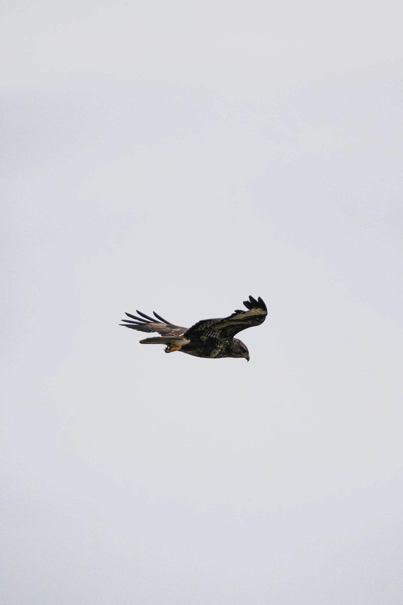 Buzzard (Animal), Free stock images, Impressive bird photography, High-resolution pictures, 1400x2110 HD Phone