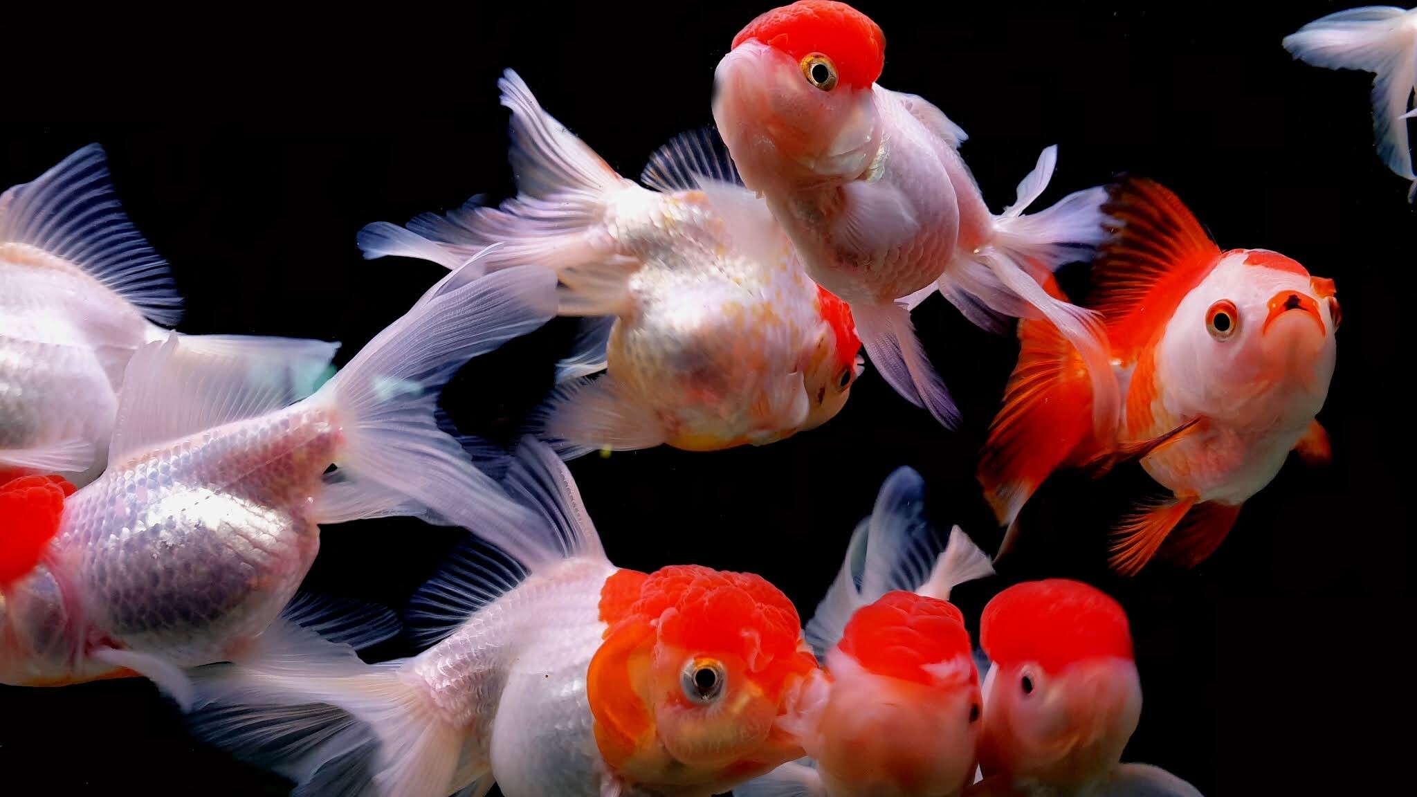 Gold Fish, Nature, Aquarium wallpapers, 2050x1160 HD Desktop