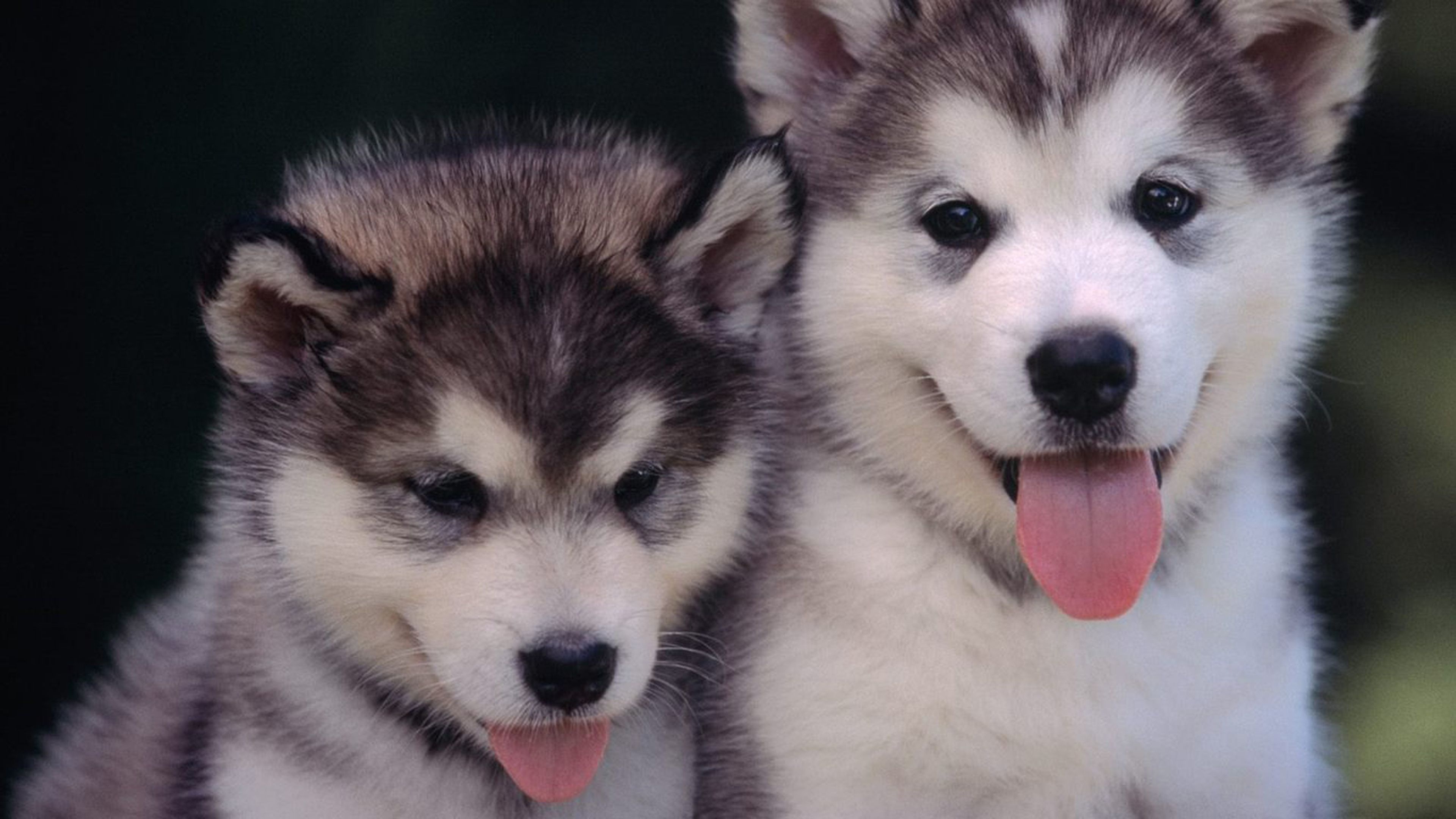 Siblings, Alaskan Malamutes Wallpaper, 3840x2160 4K Desktop