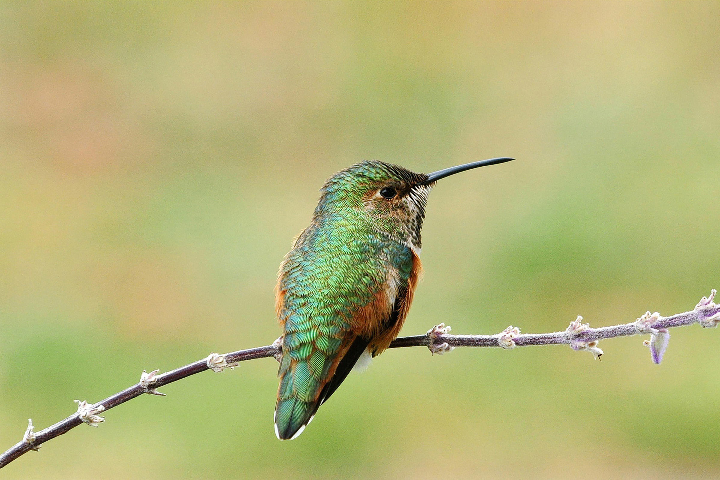 Anna's Hummingbird, Hummingbirds Wallpaper, 2400x1600 HD Desktop