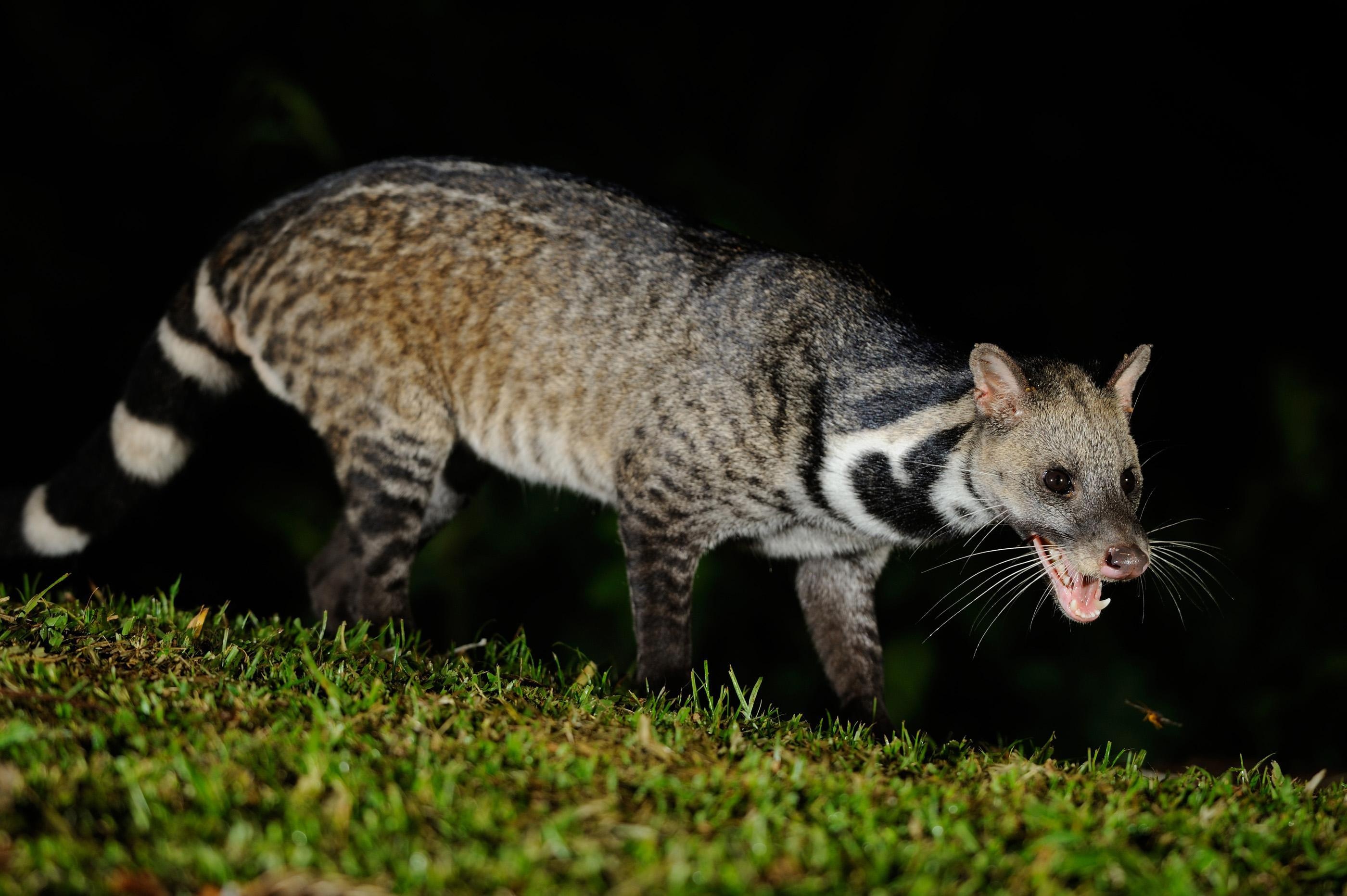 African palm civet, Wildlife wallpapers, 2800x1870 HD Desktop