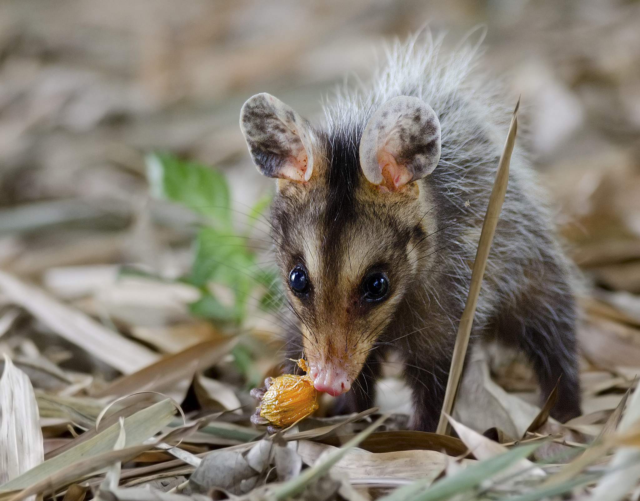 The big-eared, Opossum Wallpaper, 2050x1610 HD Desktop