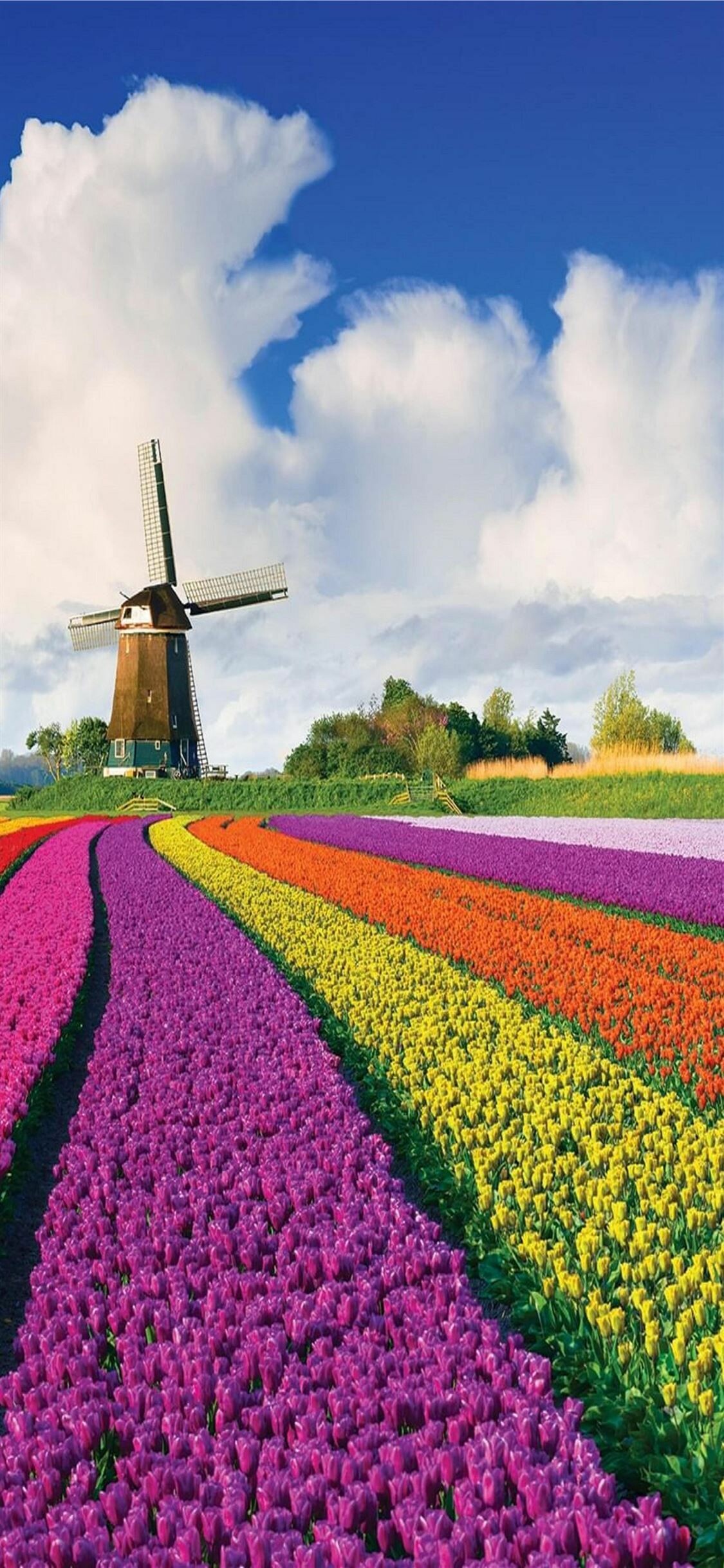 Tulip Farms, Netherlands Wallpaper, 1130x2440 HD Phone