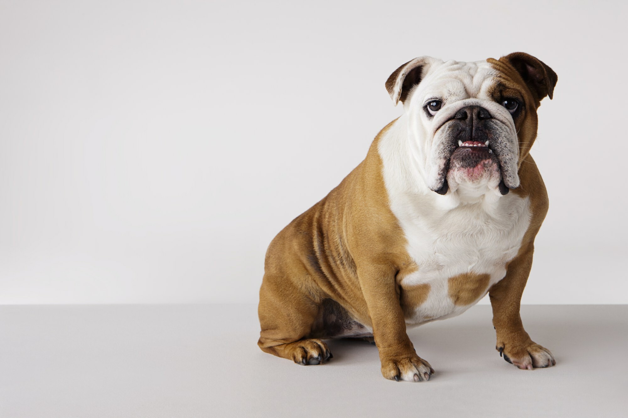 Bulldog, High-resolution wallpapers, Animal HQ, Images collection, 2000x1340 HD Desktop