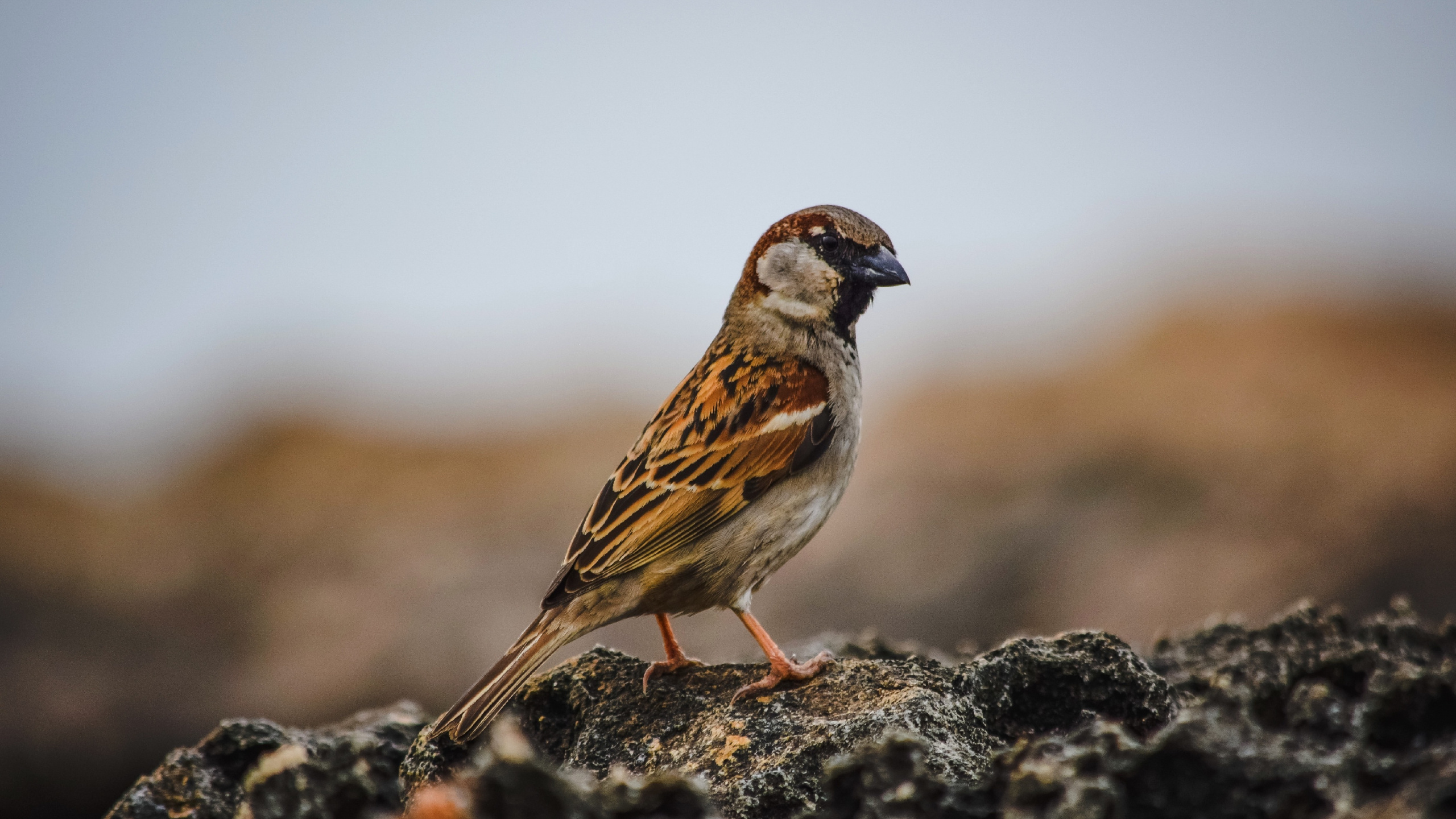 Cute bird wallpaper, Dual wide 16:9, HD background image, High-resolution sparrow, 2560x1440 HD Desktop