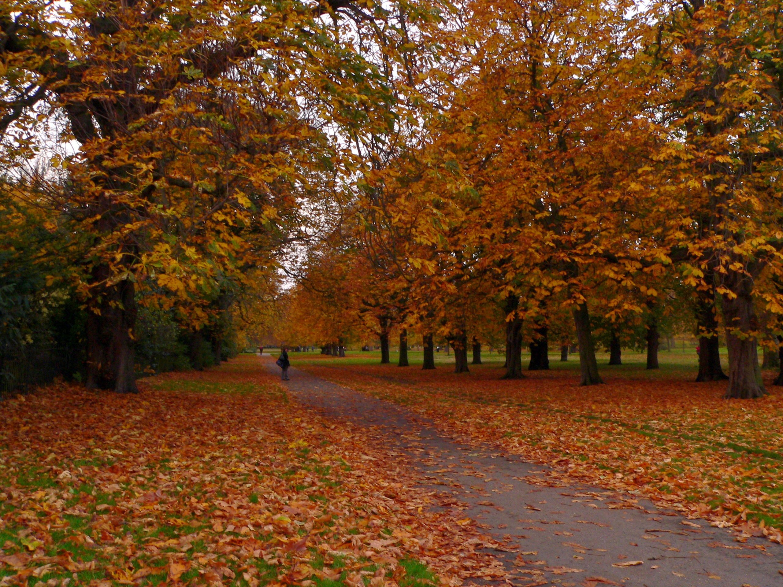 Hyde Park London, Day of autumn, Photo story, Serene beauty, 2560x1920 HD Desktop