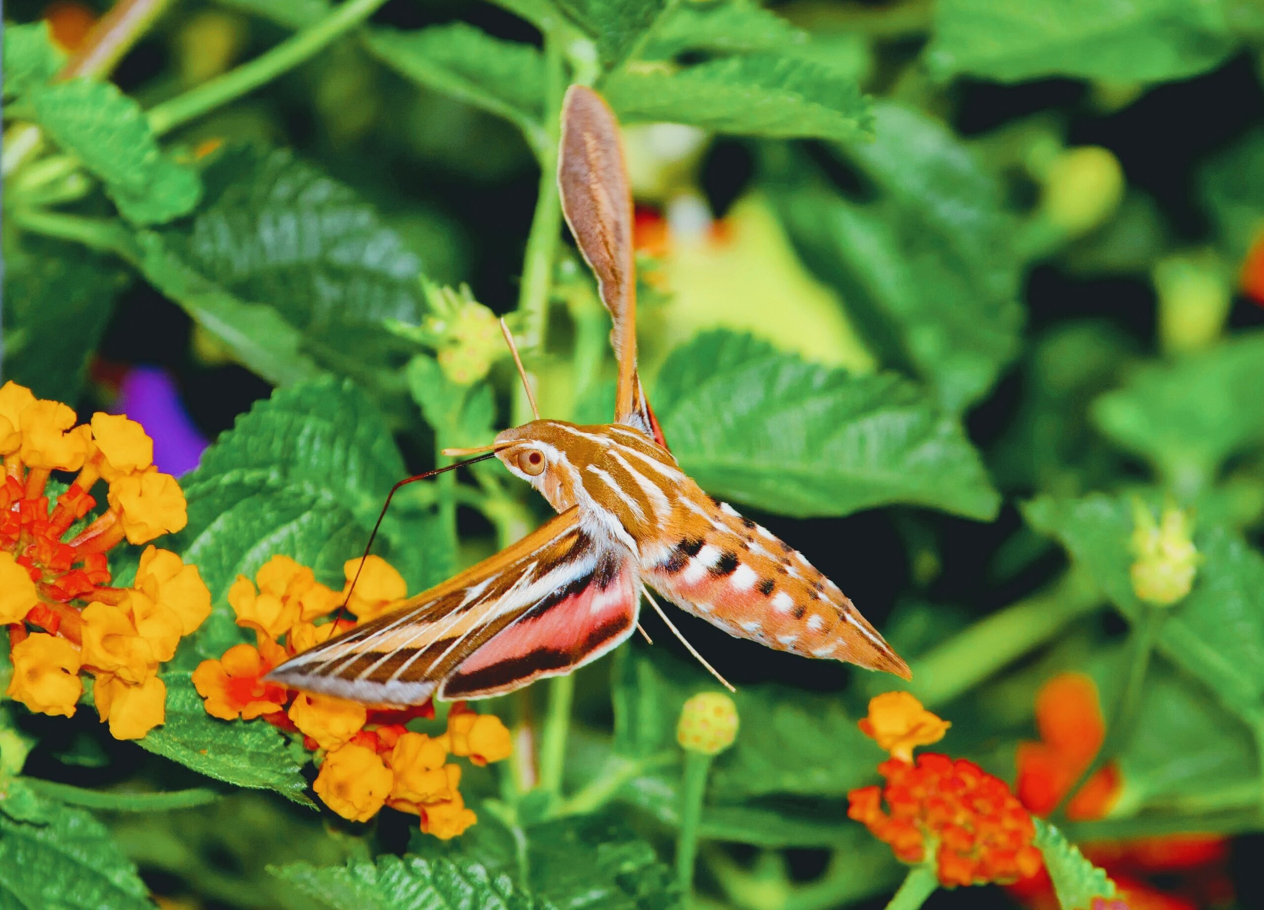 Insect with longest tongue, New species, Moth with long tongue, 2560x1850 HD Desktop