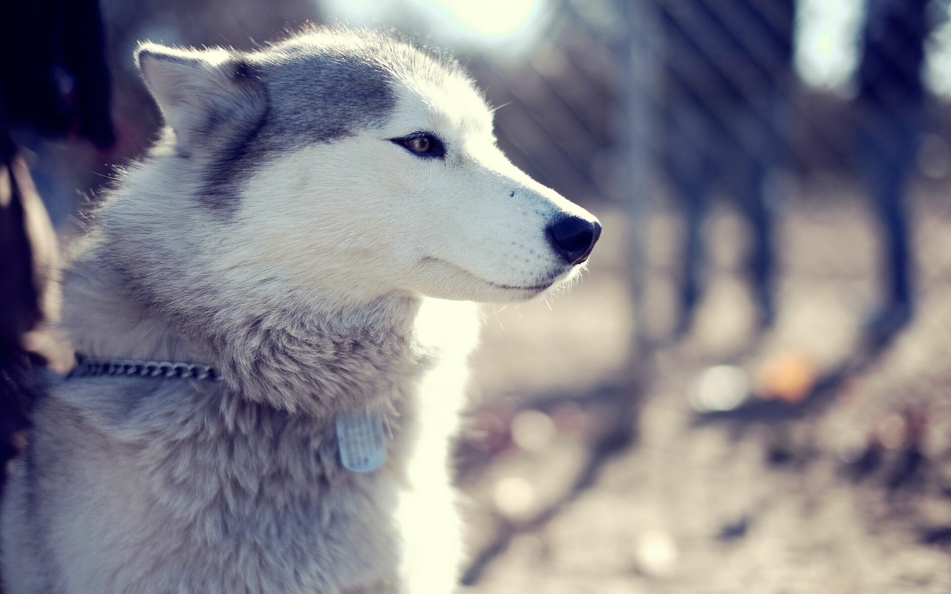 Siberian Husky, Husky dog pictures, Downloadable wallpaper, Loyal companions, 1920x1200 HD Desktop