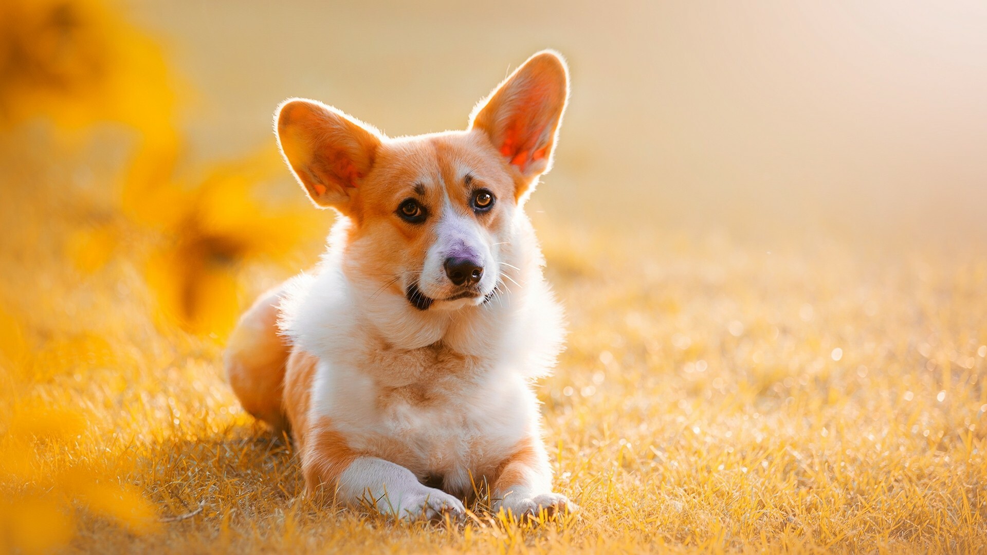 Corgi wallpapers, Cute dogs, Background images, 1920x1080 Full HD Desktop