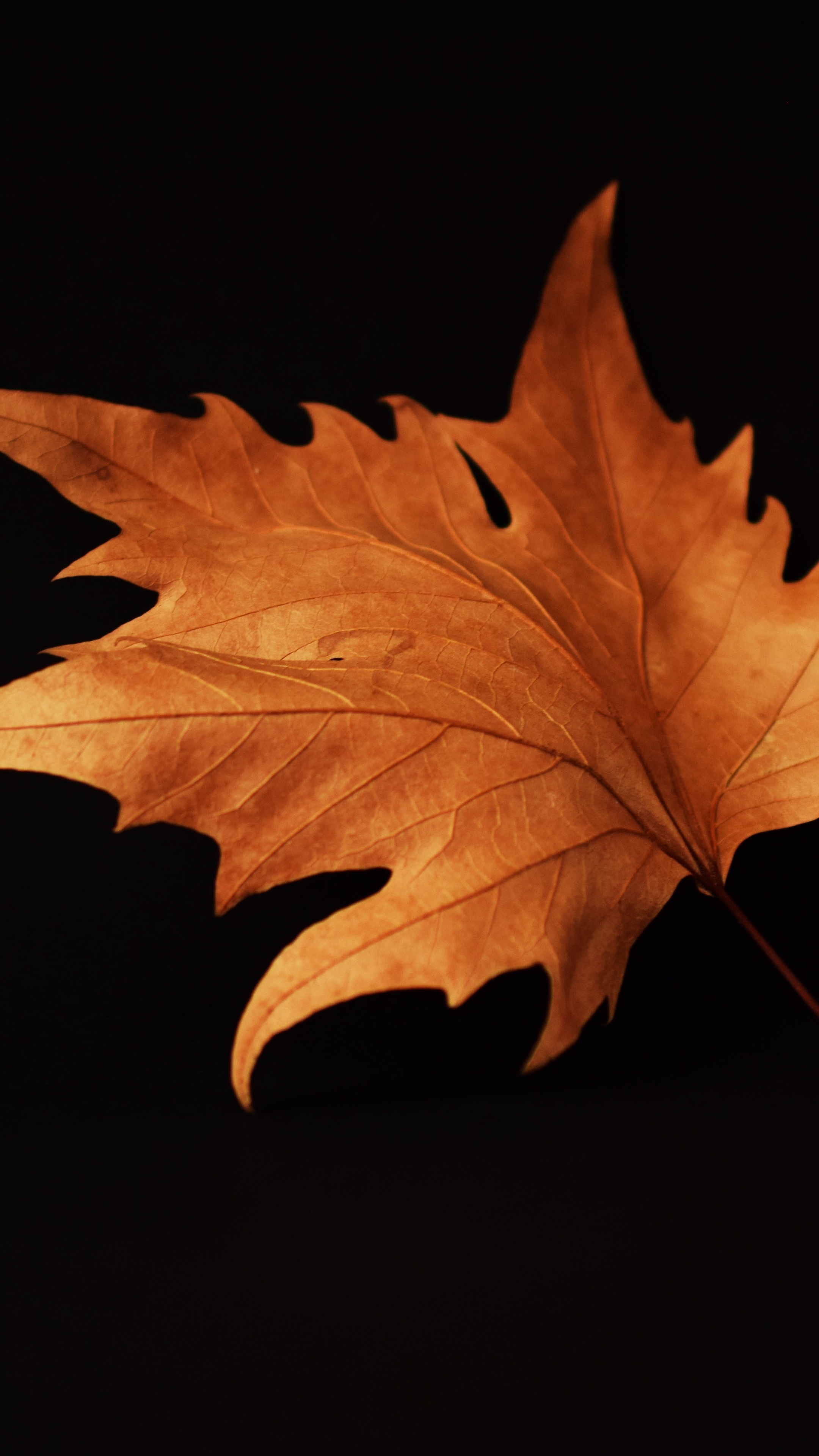 Autumn, Maple Leaves Wallpaper, 2160x3840 4K Phone