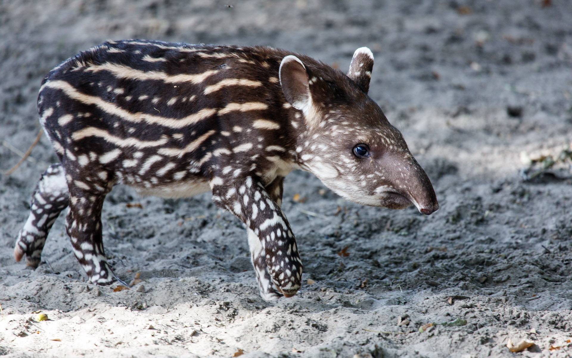 Tapir wallpapers, Collection, Tapir, Background, 1920x1200 HD Desktop