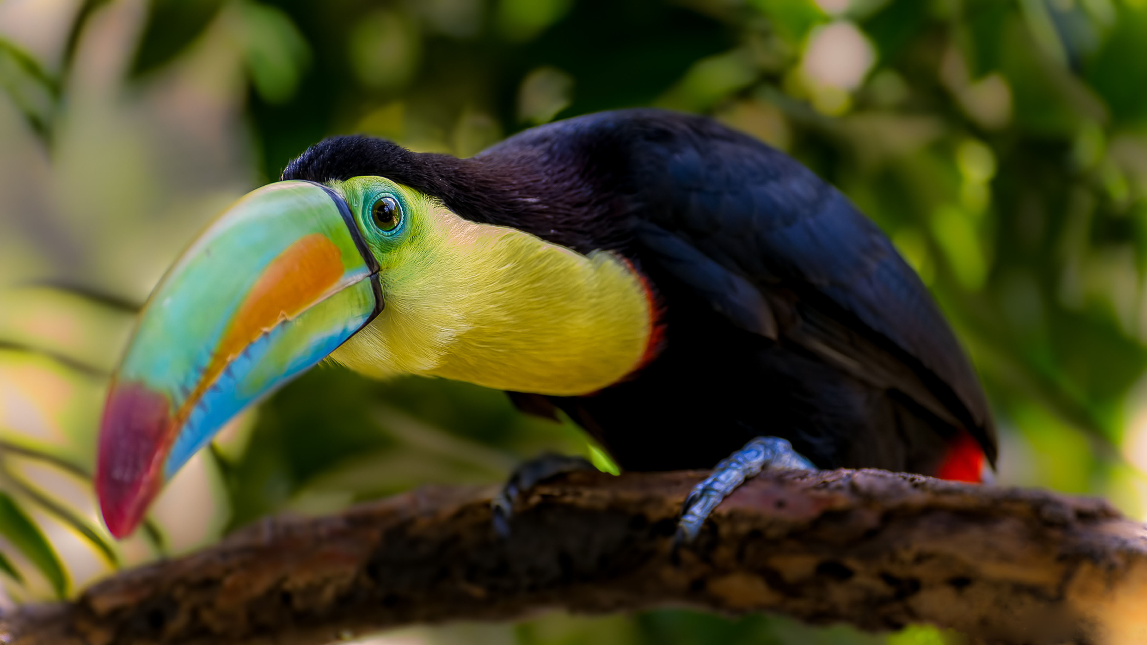 Beak, Toucans Wallpaper, 3840x2160 4K Desktop