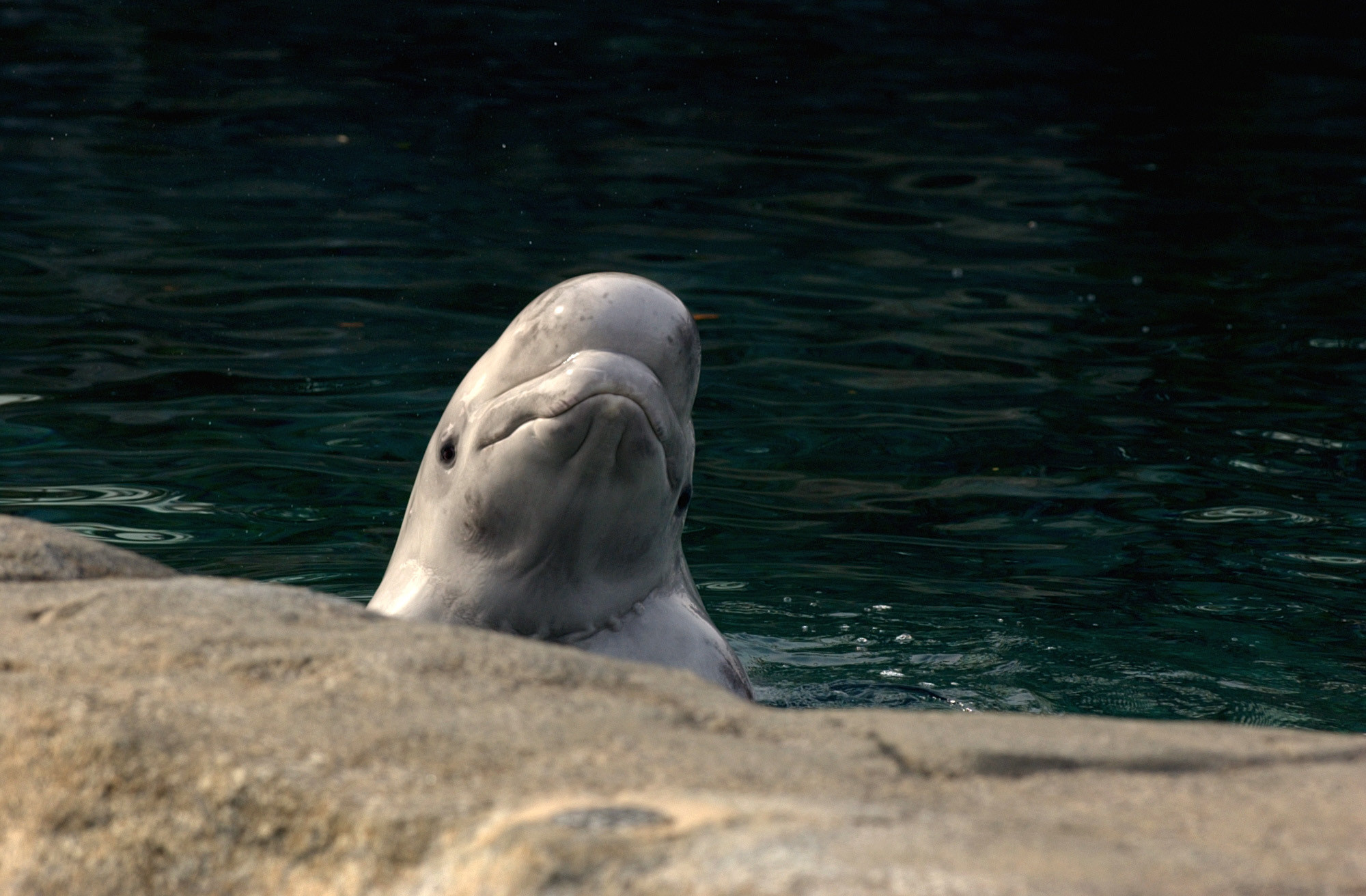 Mystic Aquarium, Throwback Thursday, Animals through the years, 2000x1320 HD Desktop