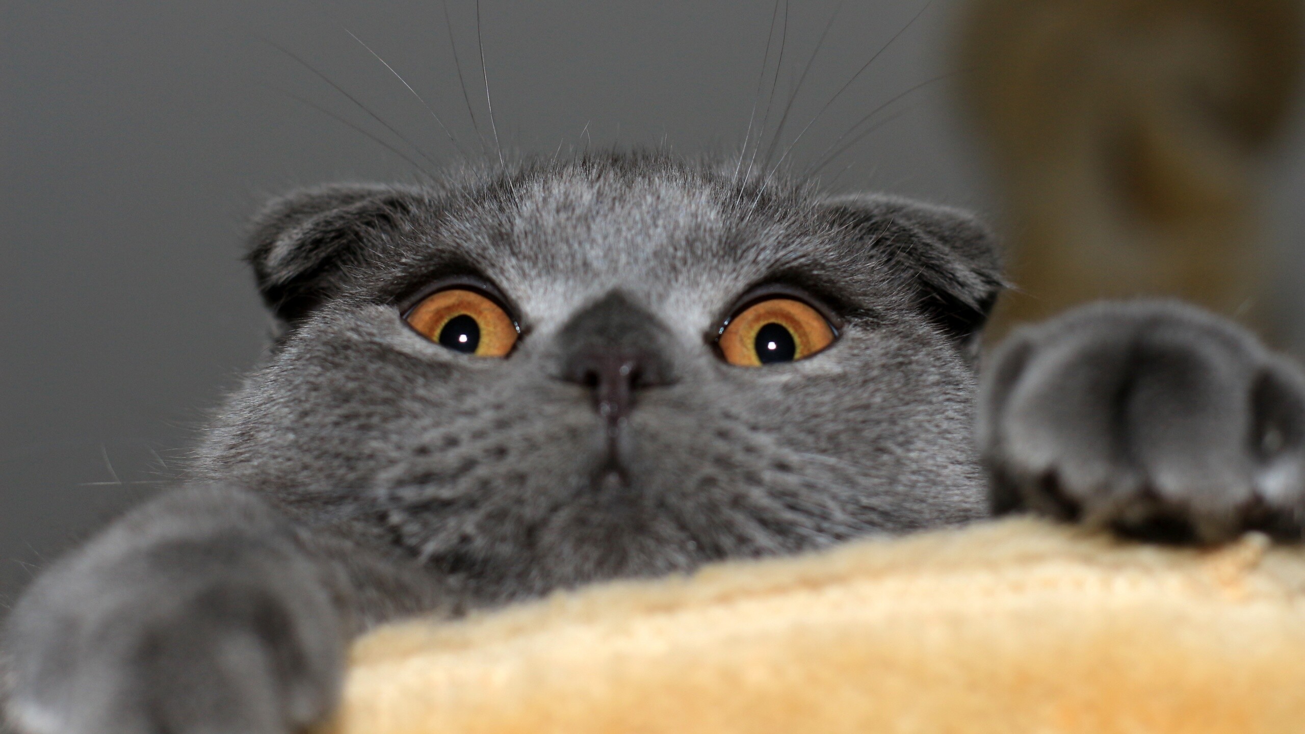 Scottish Fold, Startled surprise, Expressive eyes, Whiskered charm, 2560x1440 HD Desktop