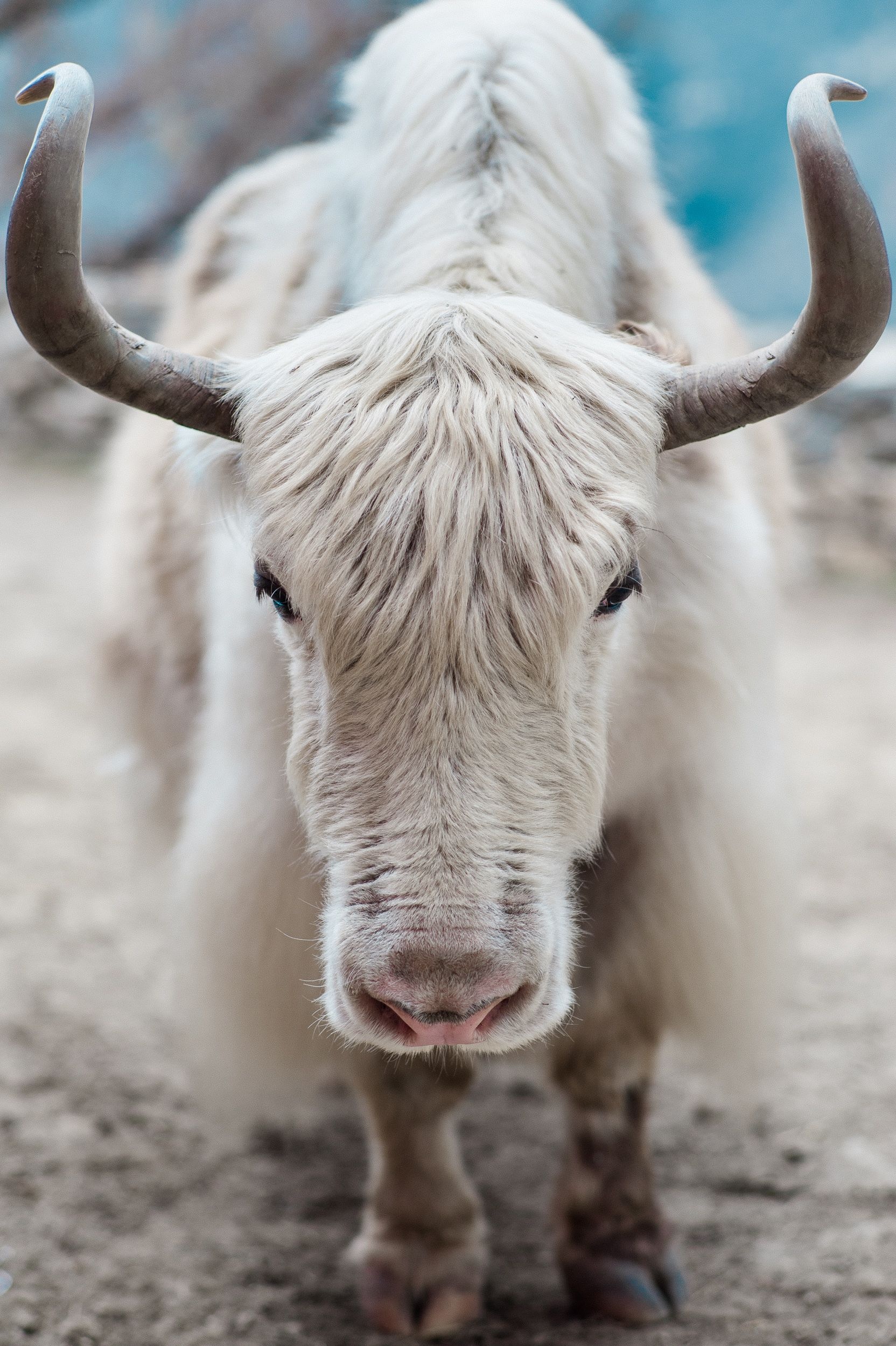 Everest inspiration, Yak symbolism, Mountain adventure, Outdoor photography, 1670x2500 HD Phone