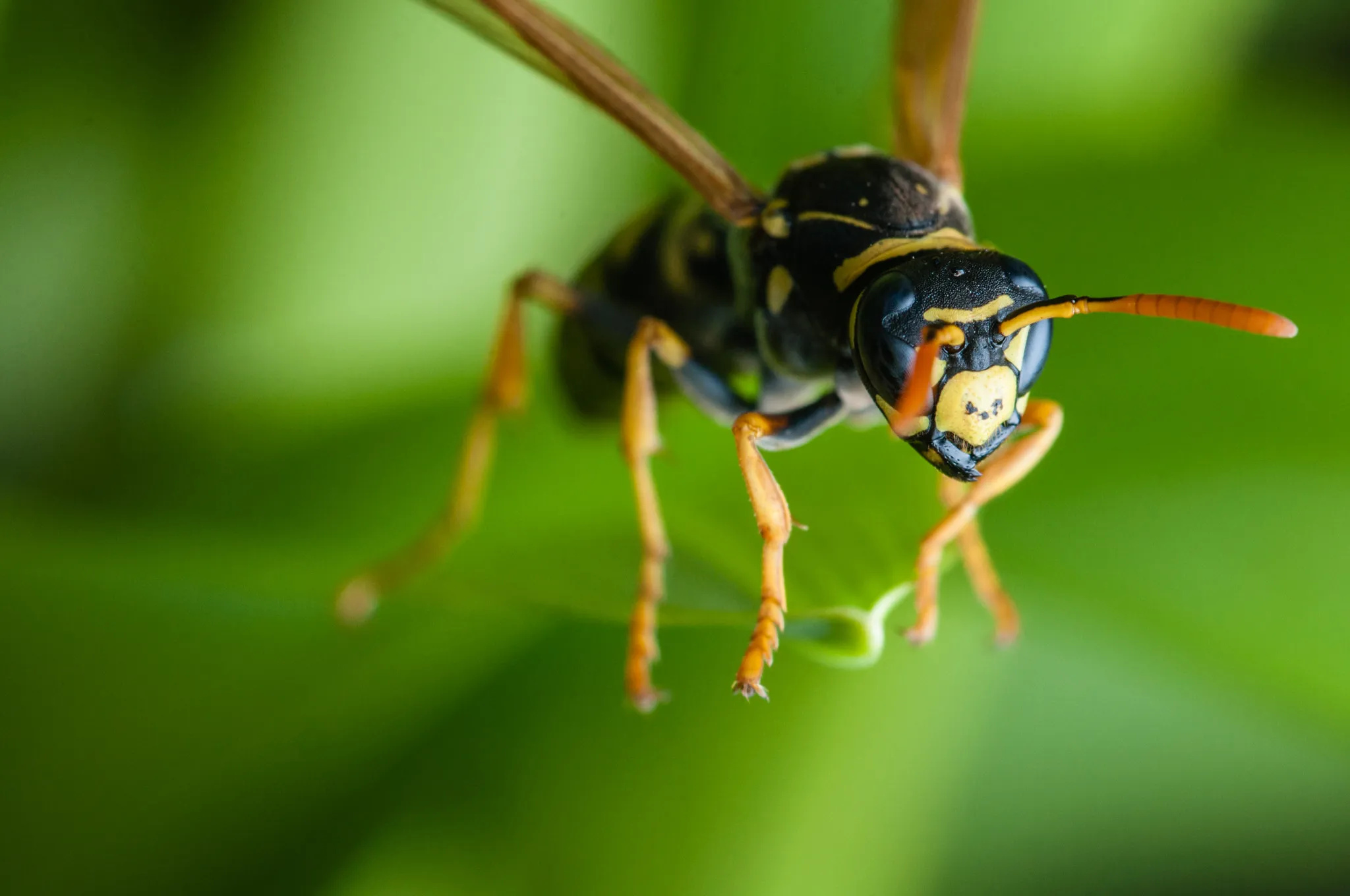 Environment-friendly wasp, Conservation efforts, Biofriendly planet, Cooler environment, 2050x1360 HD Desktop