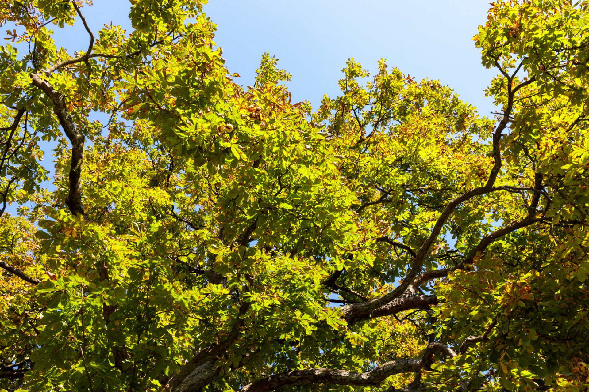 Chestnut tree, Looking up, Nature photo, Motosha, 1920x1280 HD Desktop