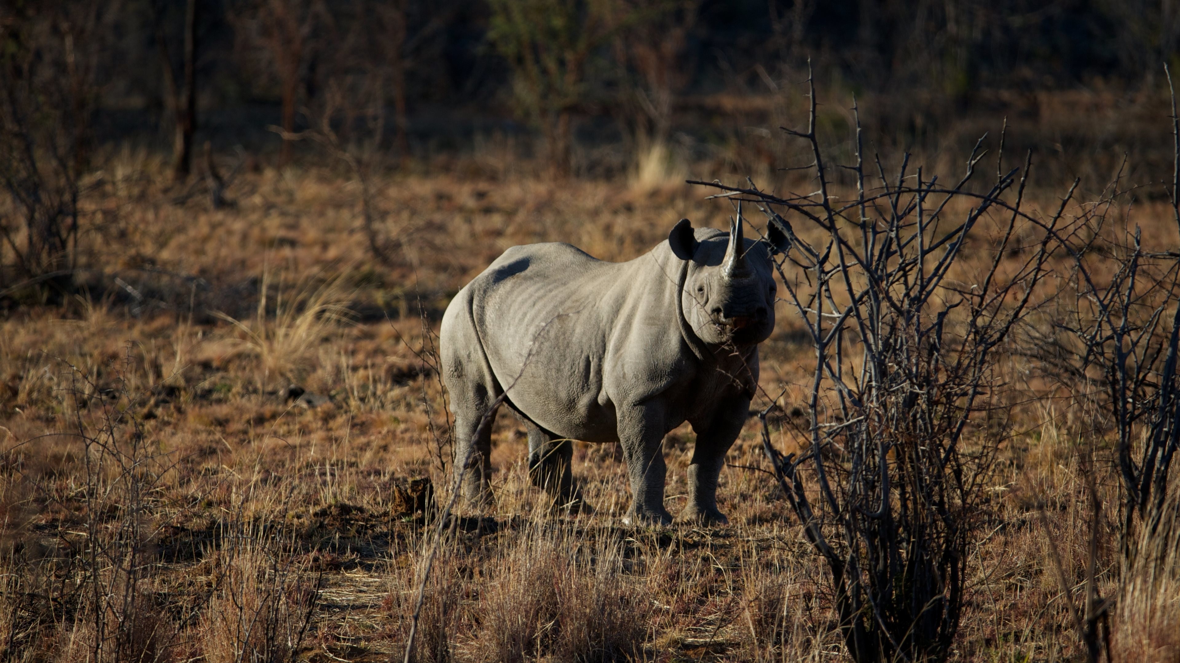 The white, Rhino Wallpaper, 3840x2160 4K Desktop